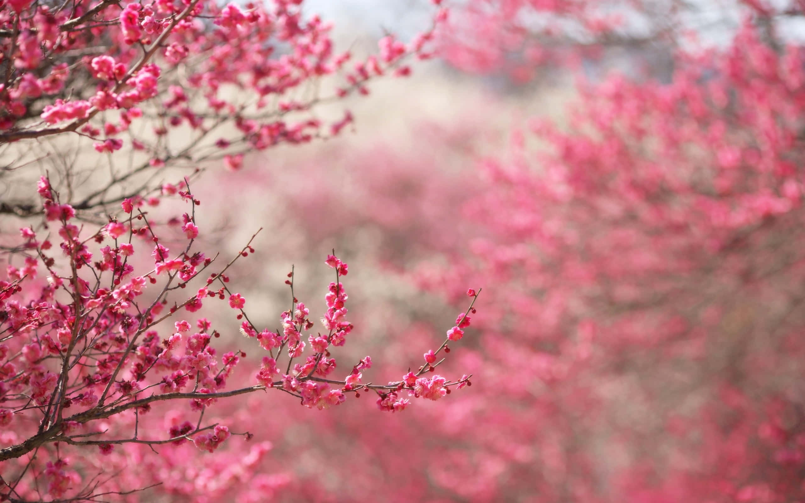 Sakura PC, 2560 x 1600, vibrant pink cherry blossoms, 2K Desktop Wallpaper