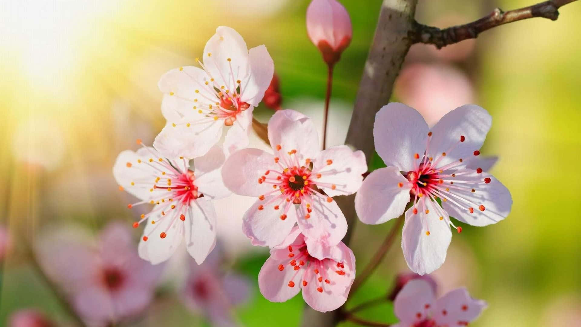 Sakura Pc, soft pink cherry blossoms, vibrant yellow sunlight, Full HD Desktop Wallpaper