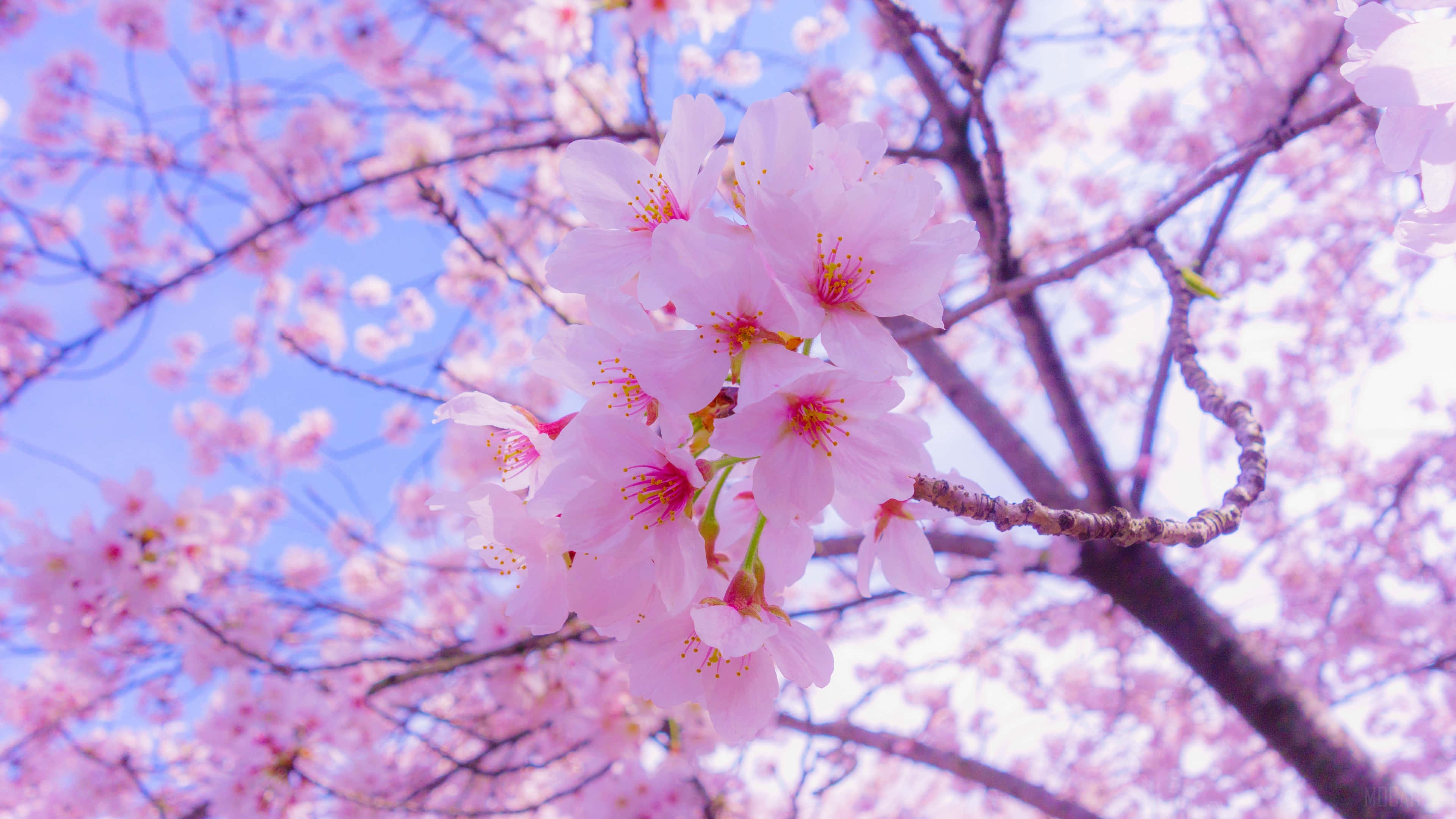 sakura pc, pink cherry blossom tree, blue sky, 4K Desktop Wallpaper