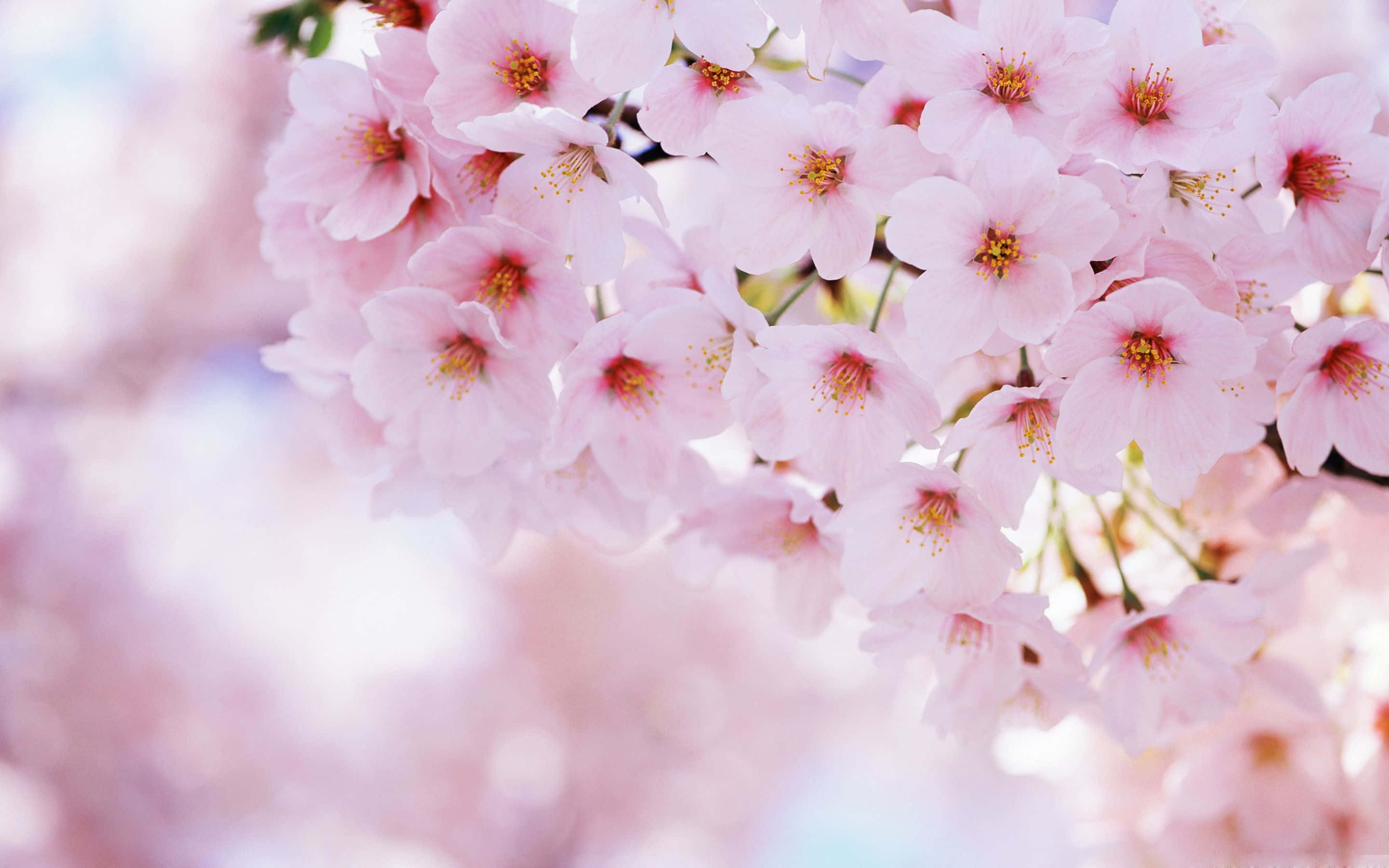 Sakura Pc, soft pink cherry blossoms, dreamy blurred background, 2K Desktop Wallpaper
