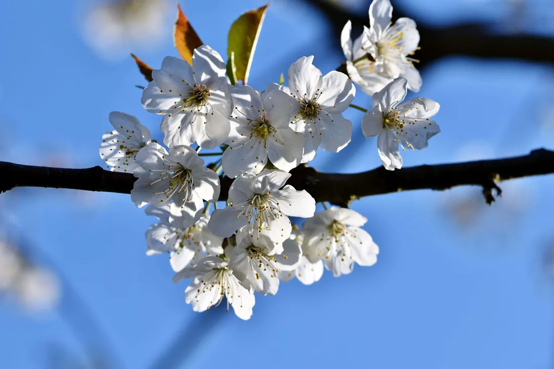 Sakura Tree
