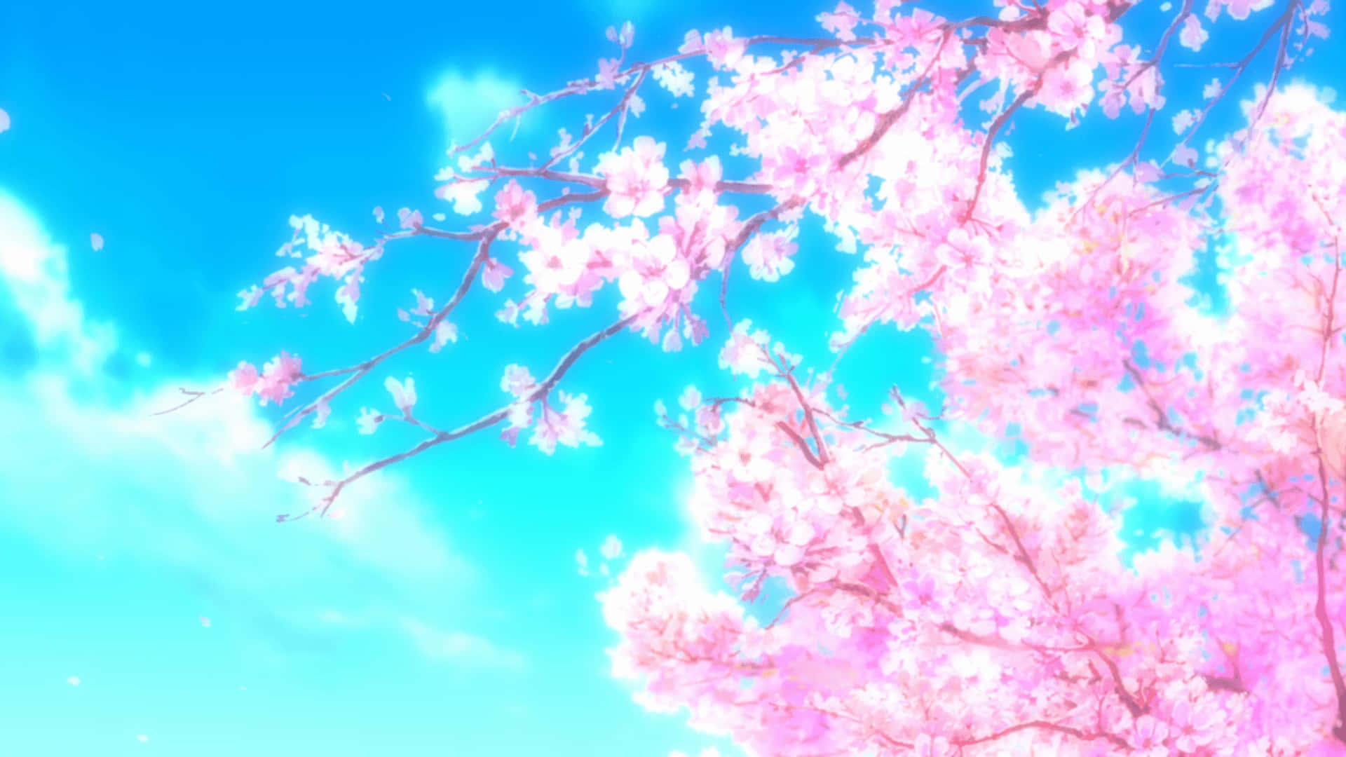 Sakura, cherry blossoms, pink, Full HD Desktop Wallpaper