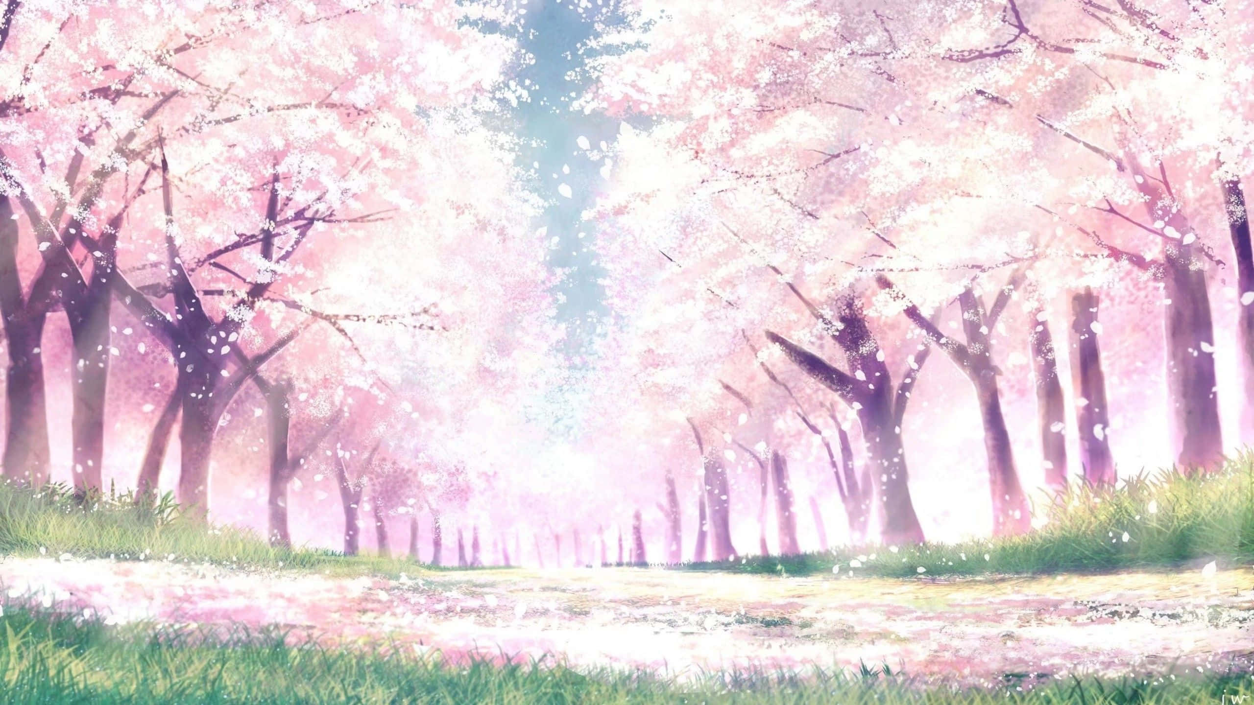 Sakura, cherry blossom trees, soft pink petals, 2K Desktop Wallpaper