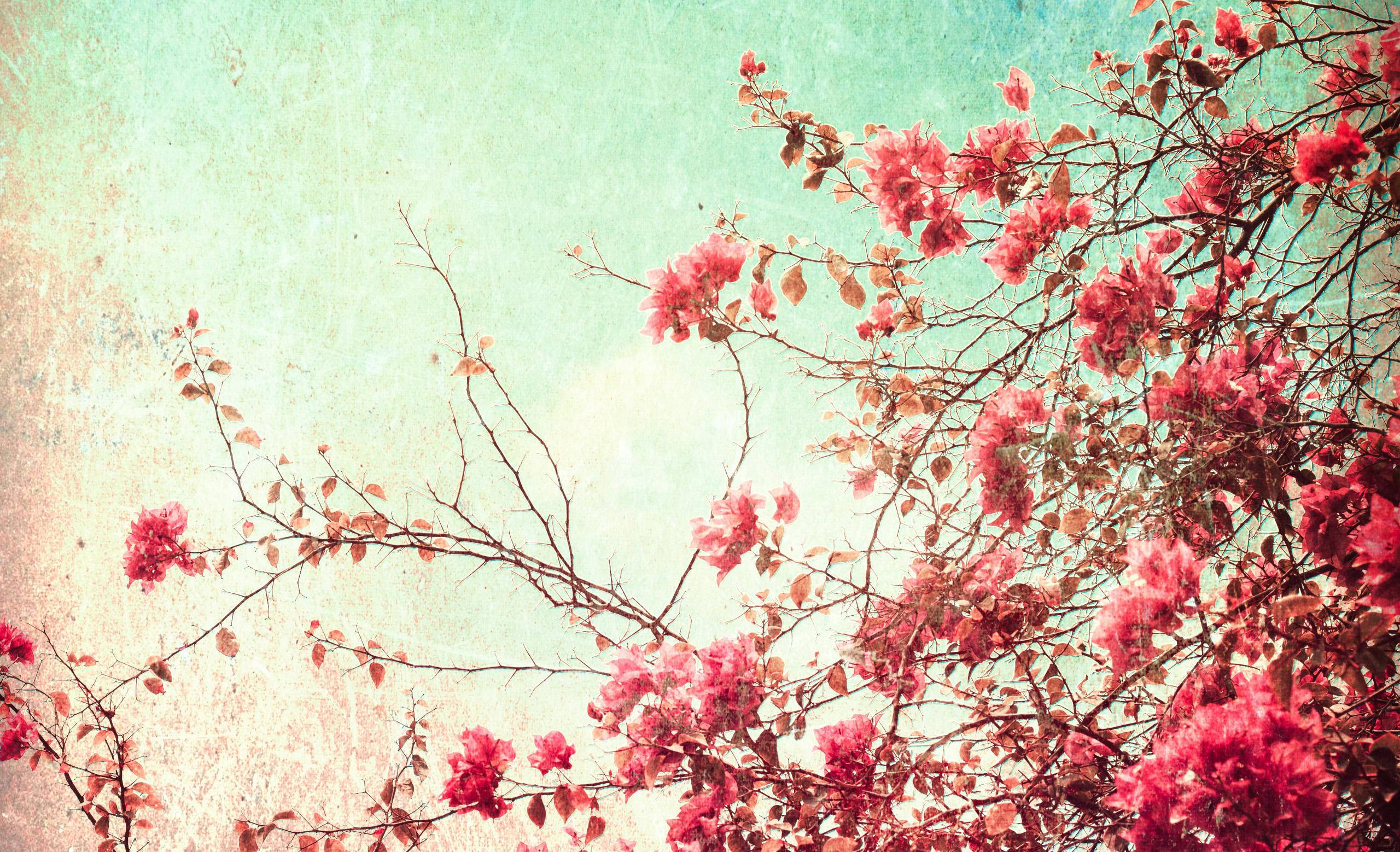 vintage cherry blossom floral desktop, vibrant pink blossoms, delicate branches, 2K Desktop Wallpaper