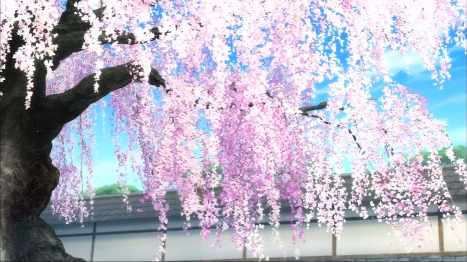 Sakura, weeping cherry tree, pink blossoms, HD Desktop Wallpaper