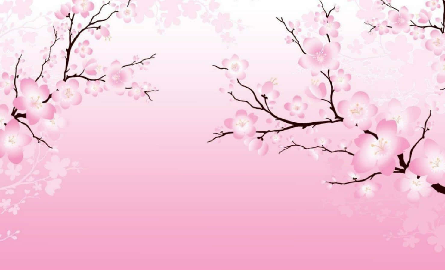 Sakura, Pink Sakura Anime Flowers, soft gradient pink background, HD Desktop Wallpaper