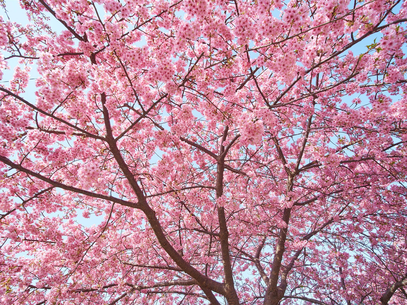 Sakura tree, pink cherry blossoms, clear blue sky, HD Desktop Wallpaper