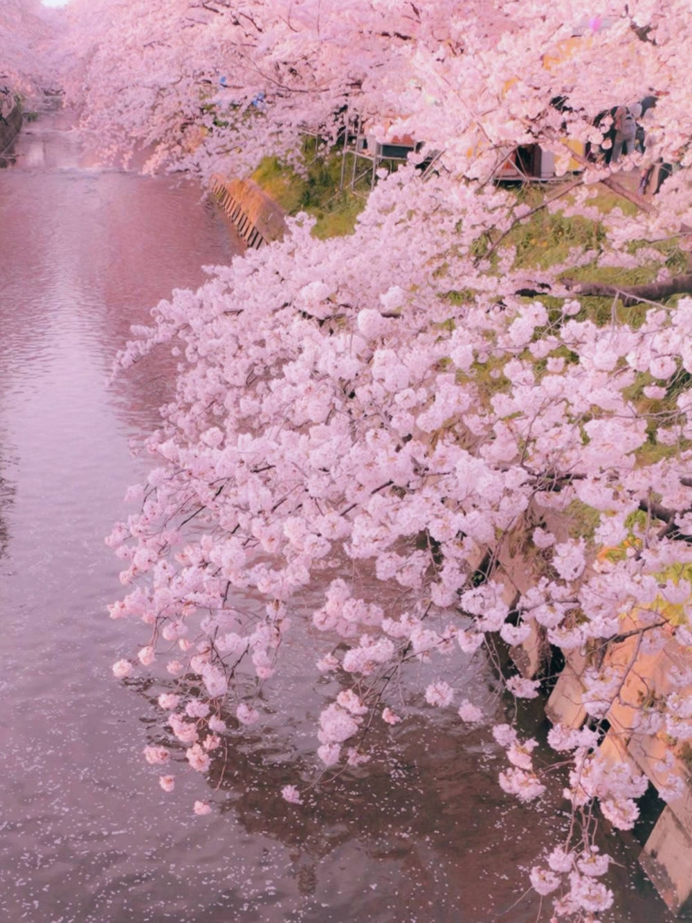 pastel iPad, sakura trees, pink cherry blossoms, HD Phone Wallpaper