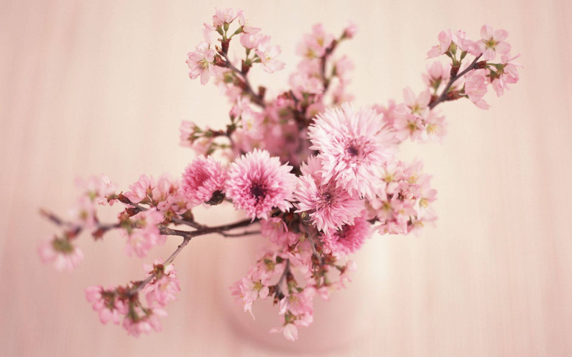 pink cherry blossoms, warm blurred wooden background, delicate branch, Full HD Desktop Wallpaper