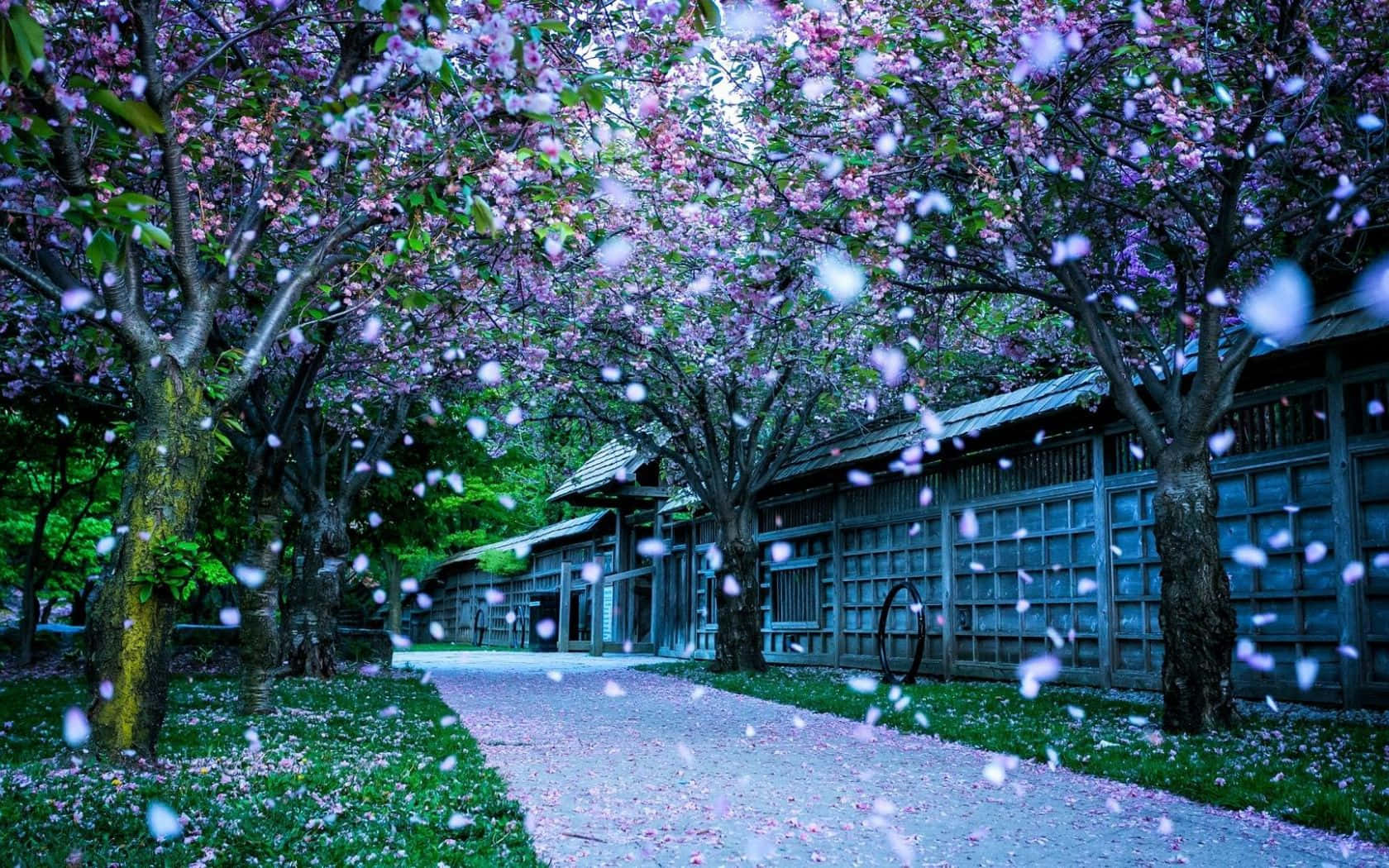 cherry trees, falling pink petals, serene pathway, HD Desktop Wallpaper