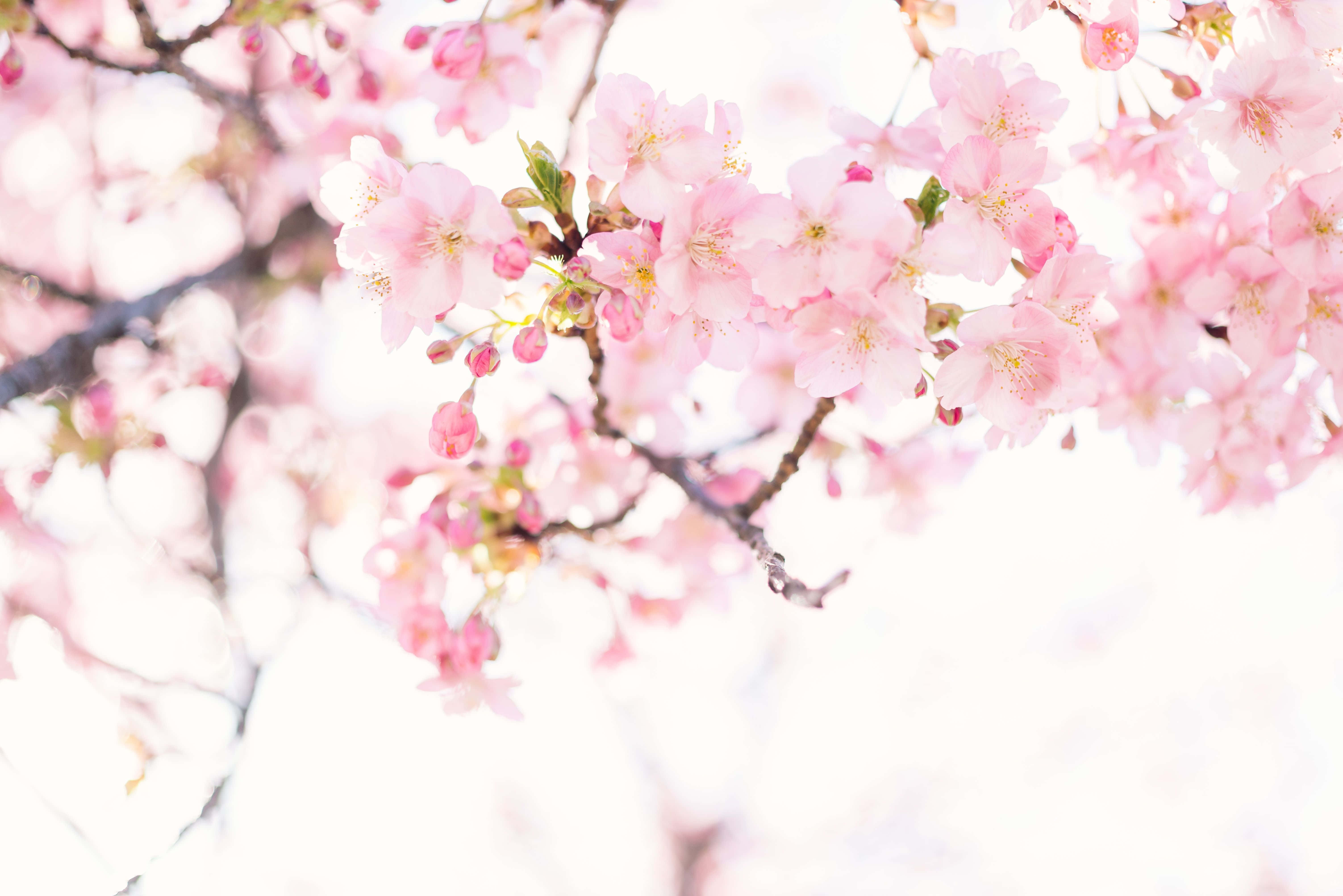 blooming sakura branches, cherry blossoms, pink, 5K Desktop Wallpaper