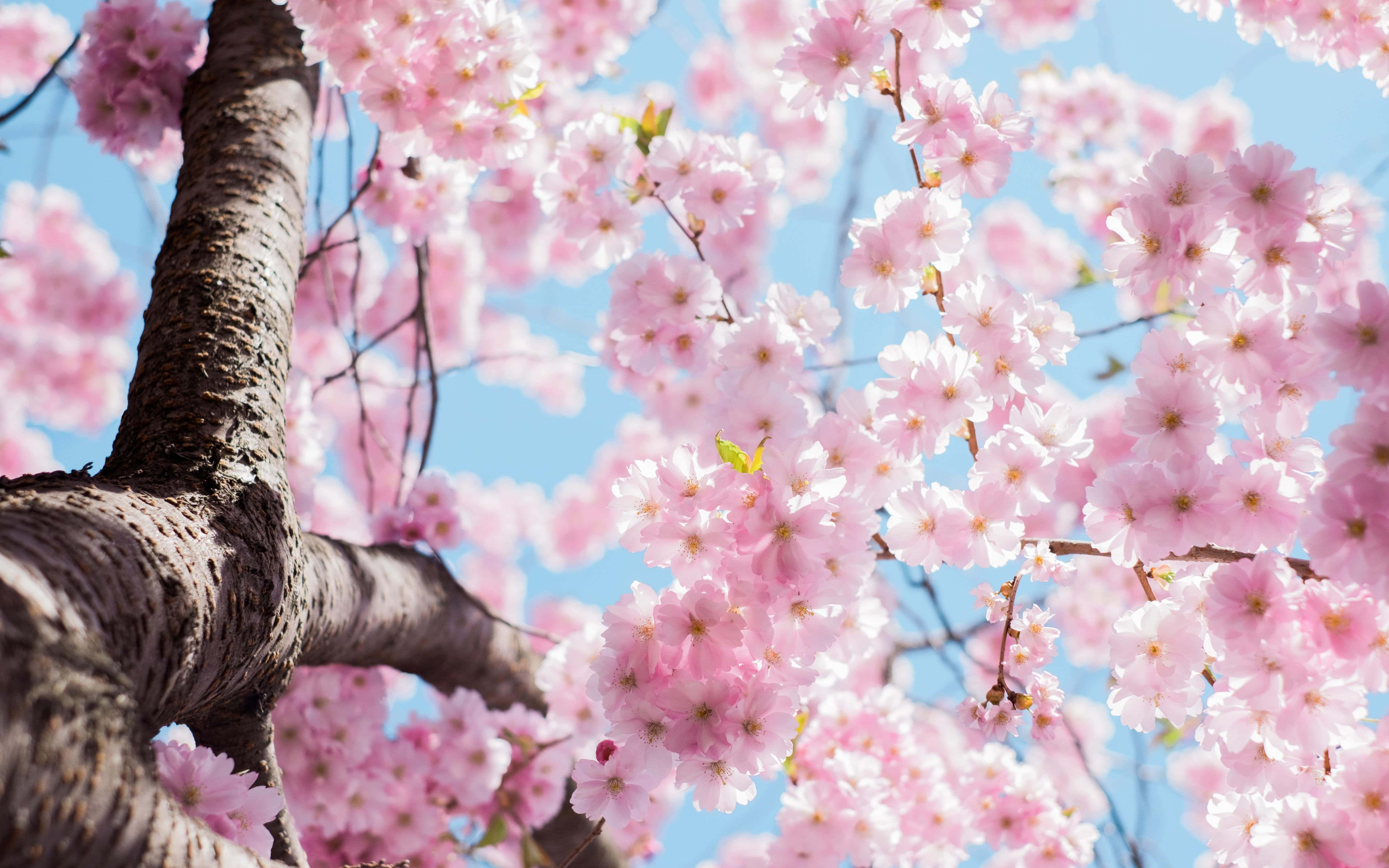 blossoming sakura tree, blue sky, pink cherry blossoms, 4K Desktop Wallpaper