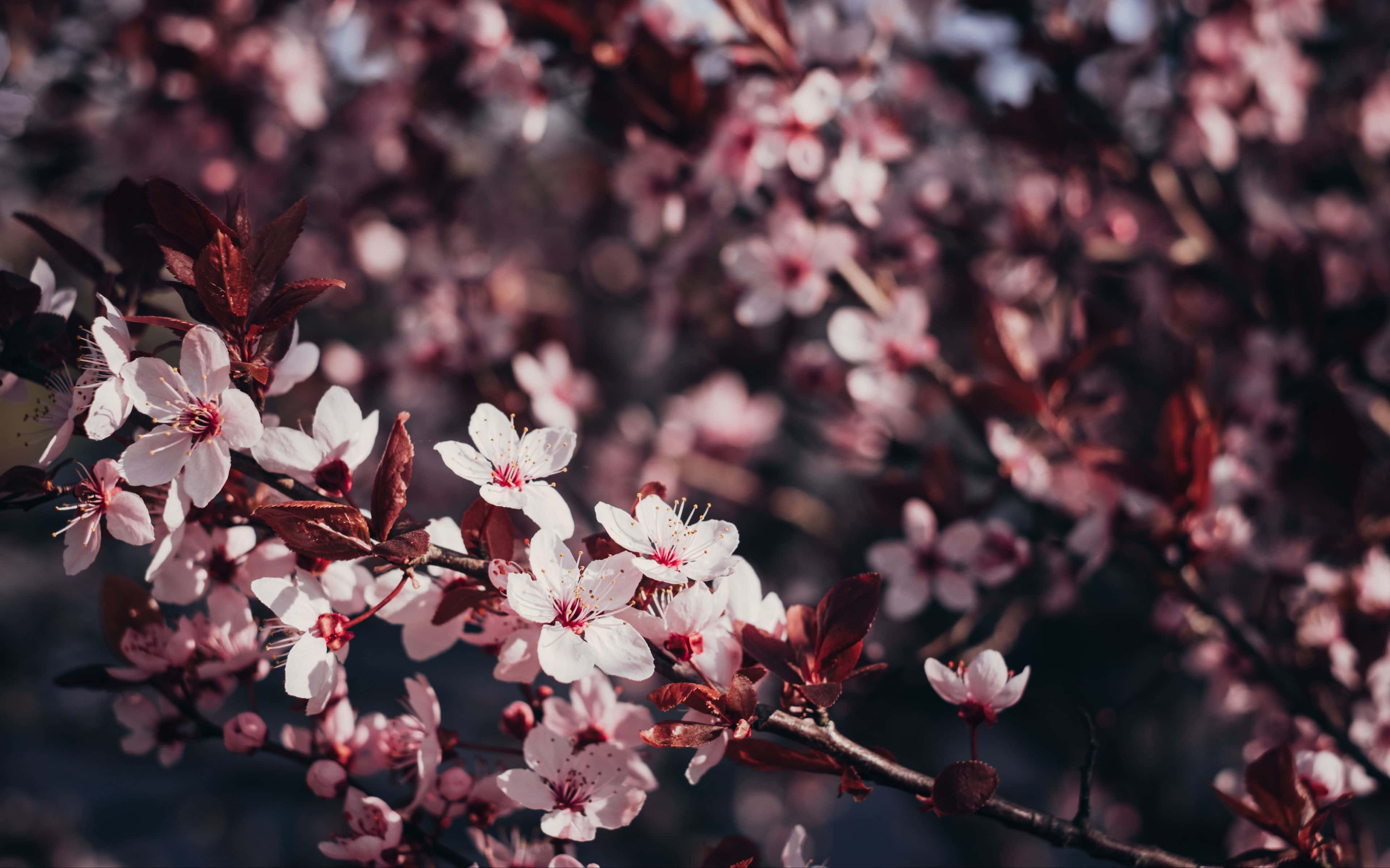 blossoming sakura branches, pink cherry blossoms, dark branches, 4K Desktop Wallpaper