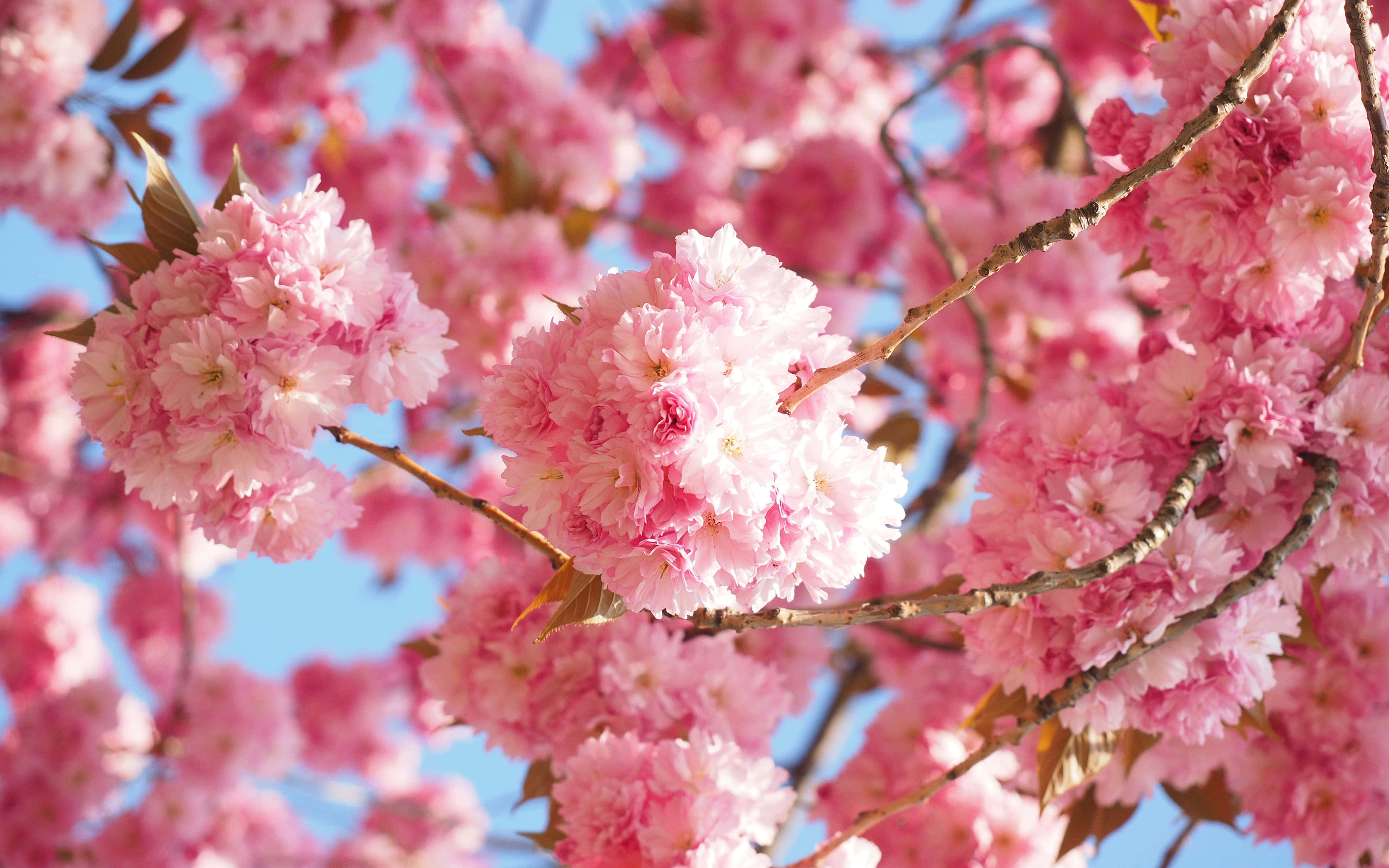blooming pink sakura branches, pink cherry blossoms, branches, 4K Desktop Wallpaper