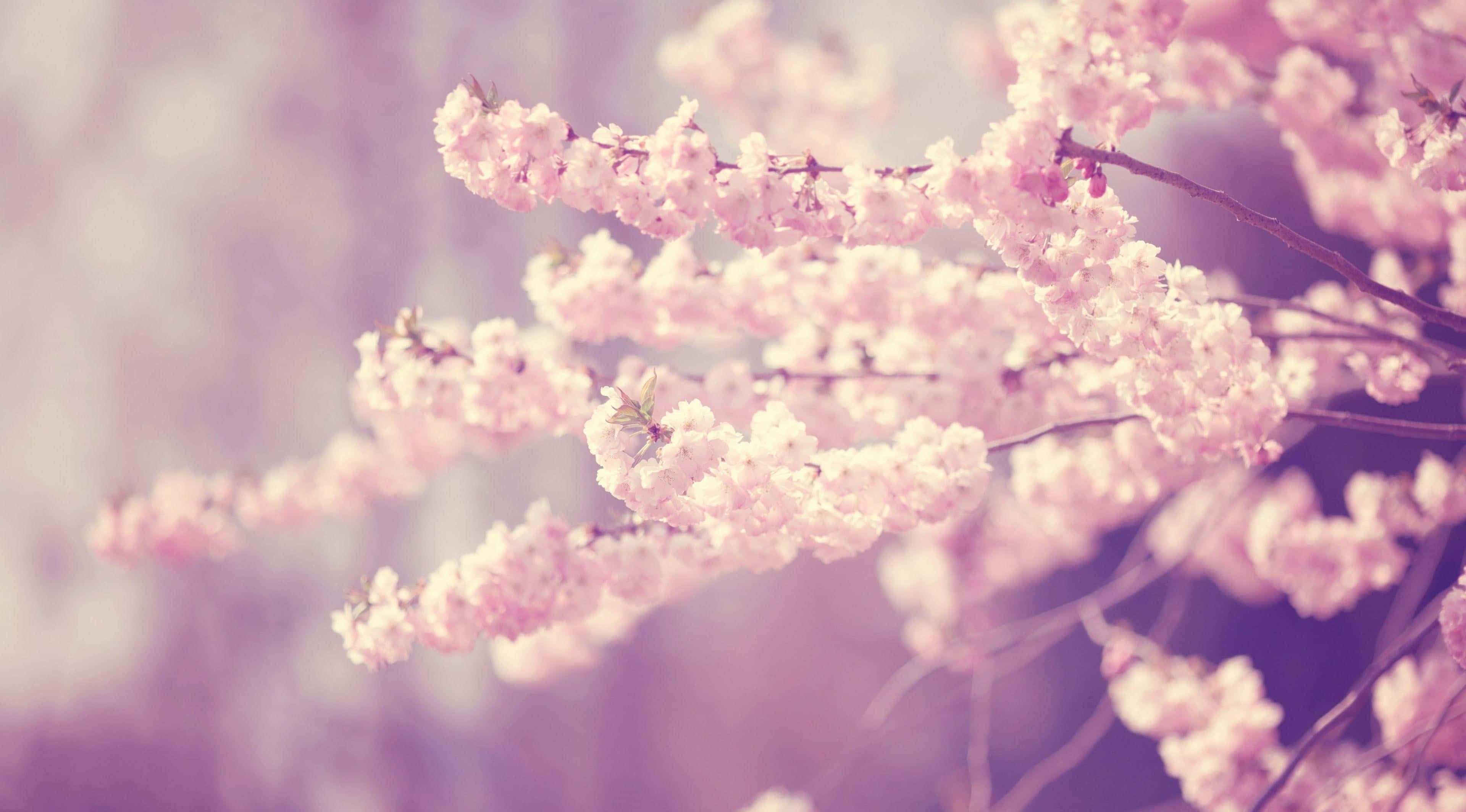 Dreamy Sakura Blossoms, pink cherry blossoms, slender branches, 4K Desktop Wallpaper