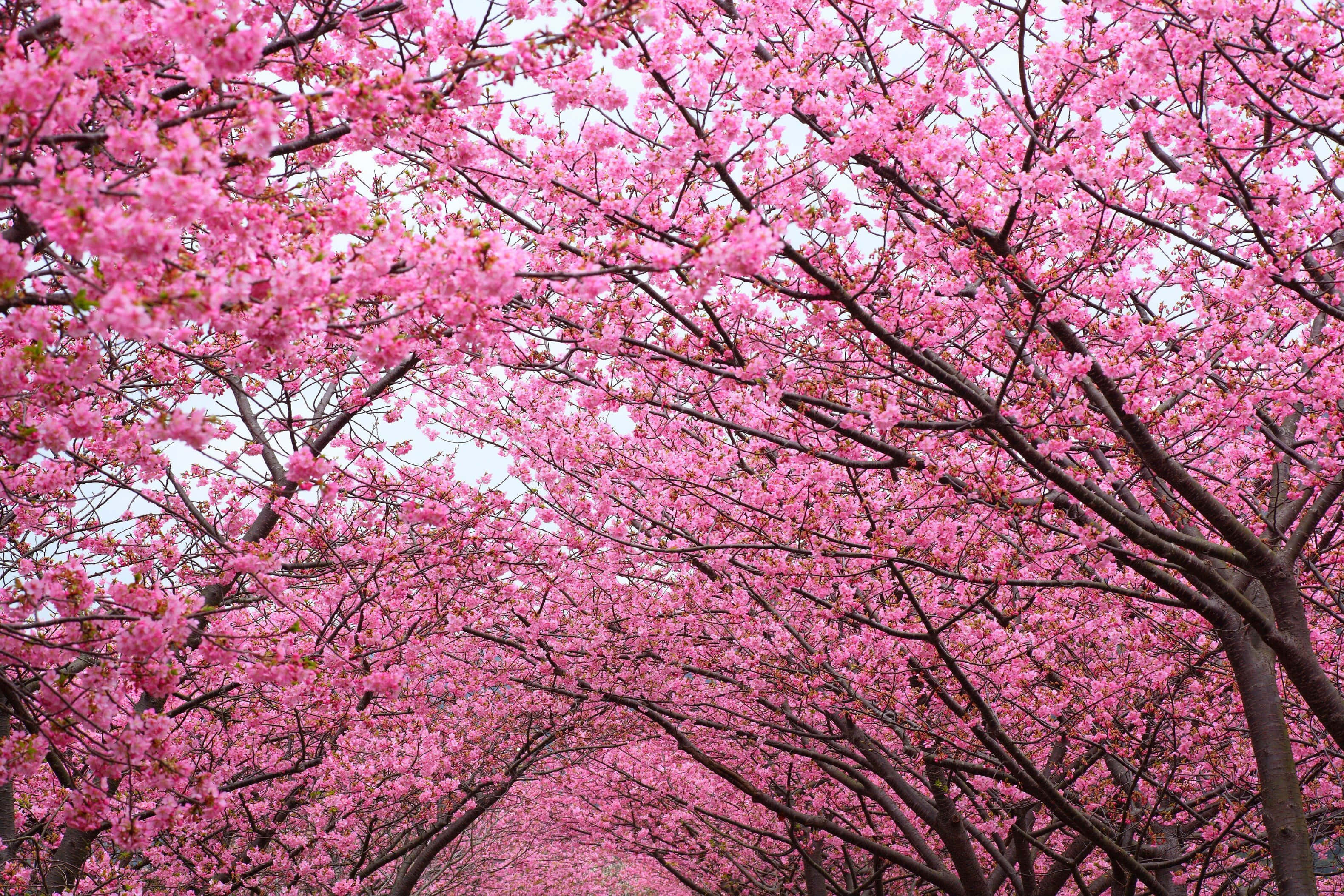 blossoming sakura tunnel, pink cherry blossoms, dreamy canopy, 2K Desktop Wallpaper