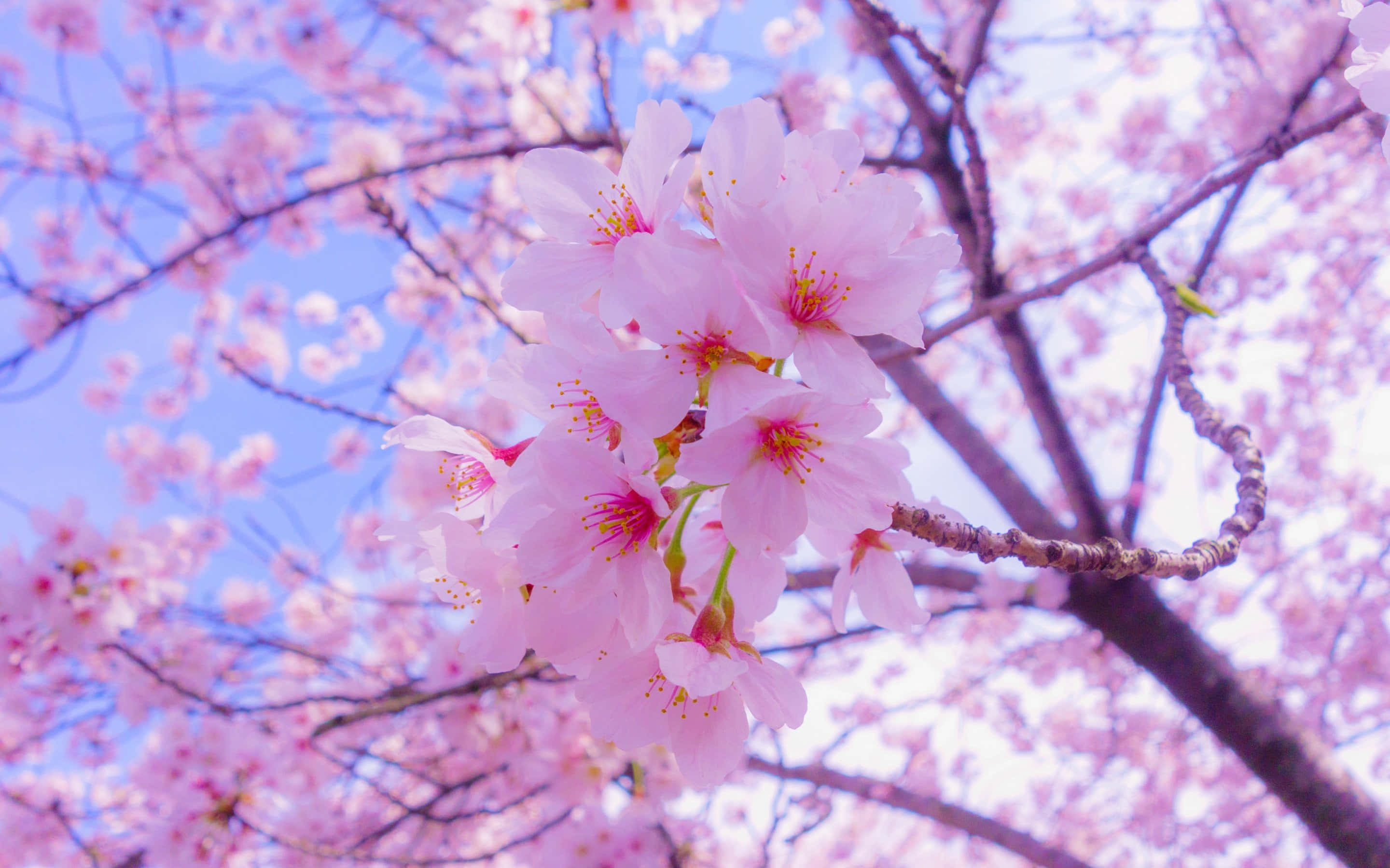 blossoming sakura branches, cherry blossoms, pink, 2K Desktop Wallpaper