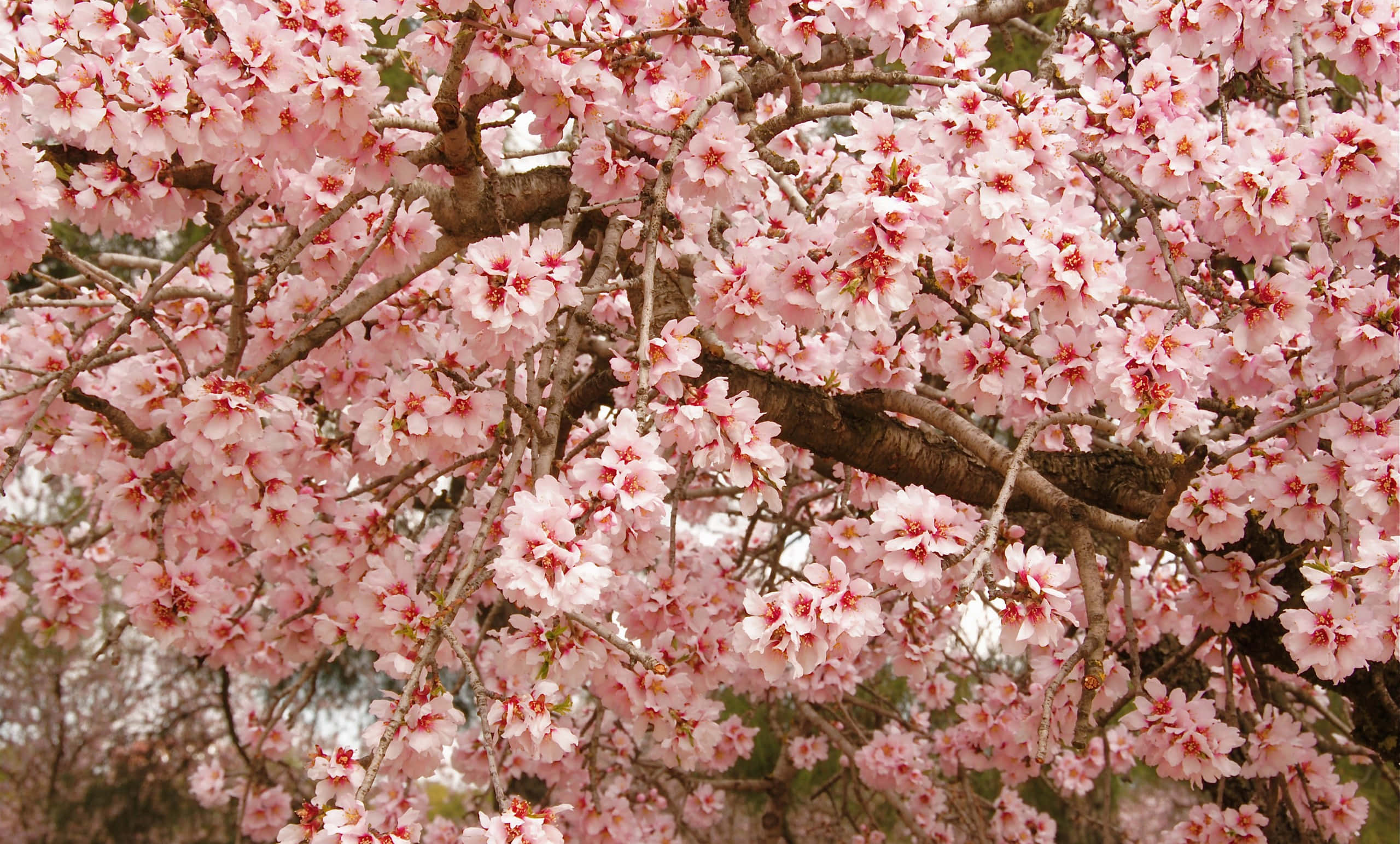 blooming sakura tree branches, pink cherry blossoms, soft blurred background, 2K Desktop Wallpaper