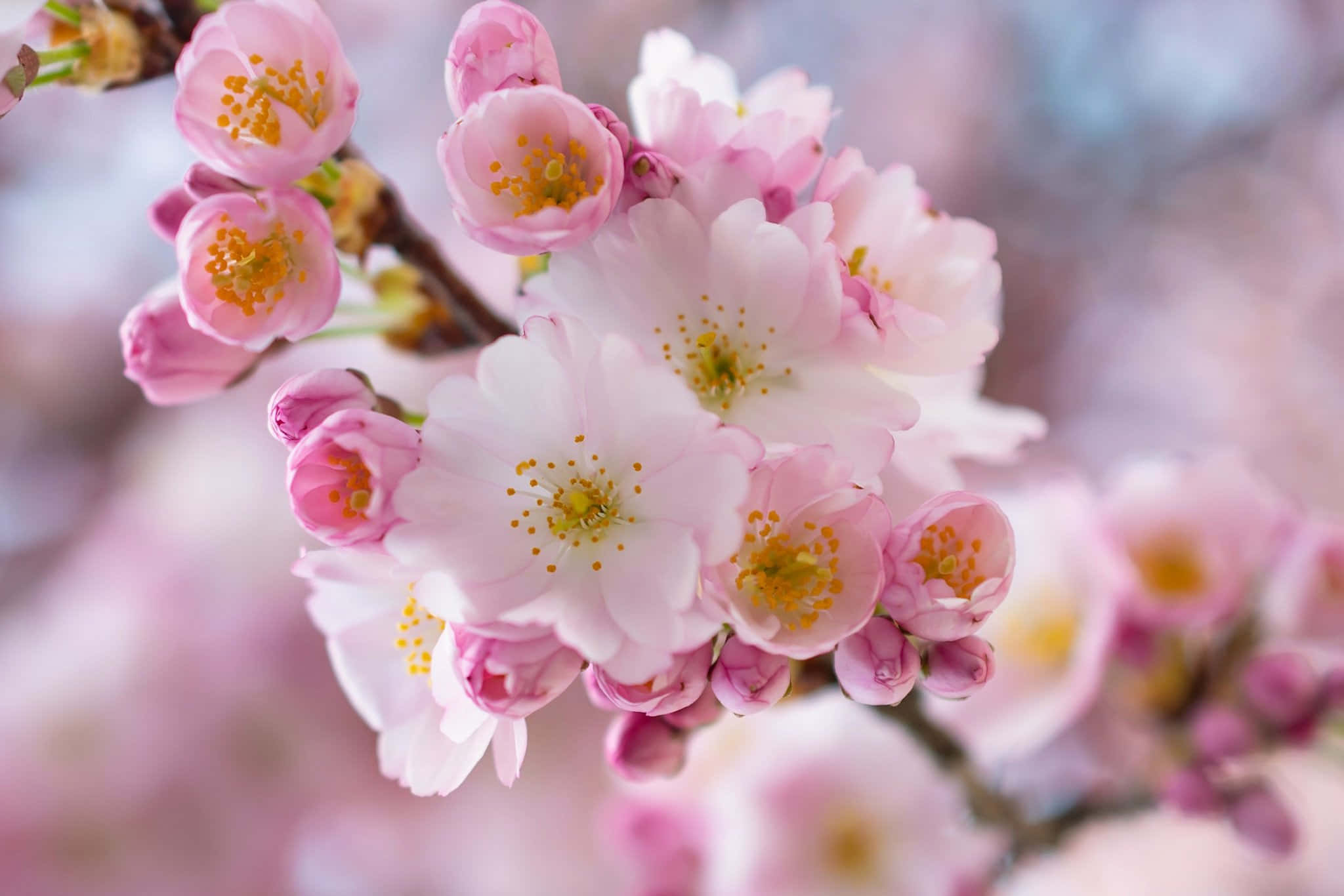 blooming sakura branches, soft pink cherry blossoms, yellow stamens, Full HD Desktop Wallpaper