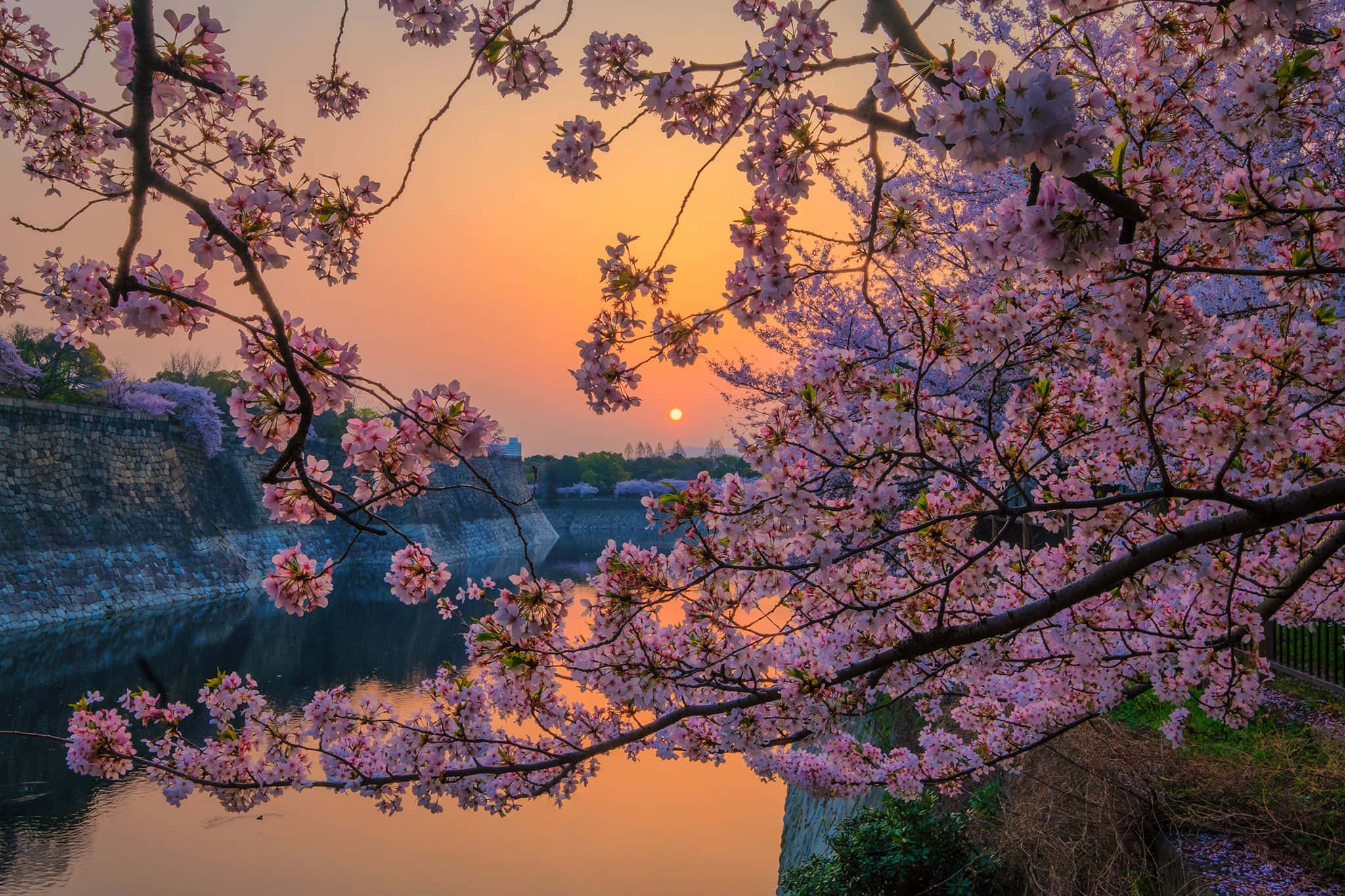 Sakura sunset reflection, pink cherry blossoms, serene sunset, Full HD Desktop Wallpaper