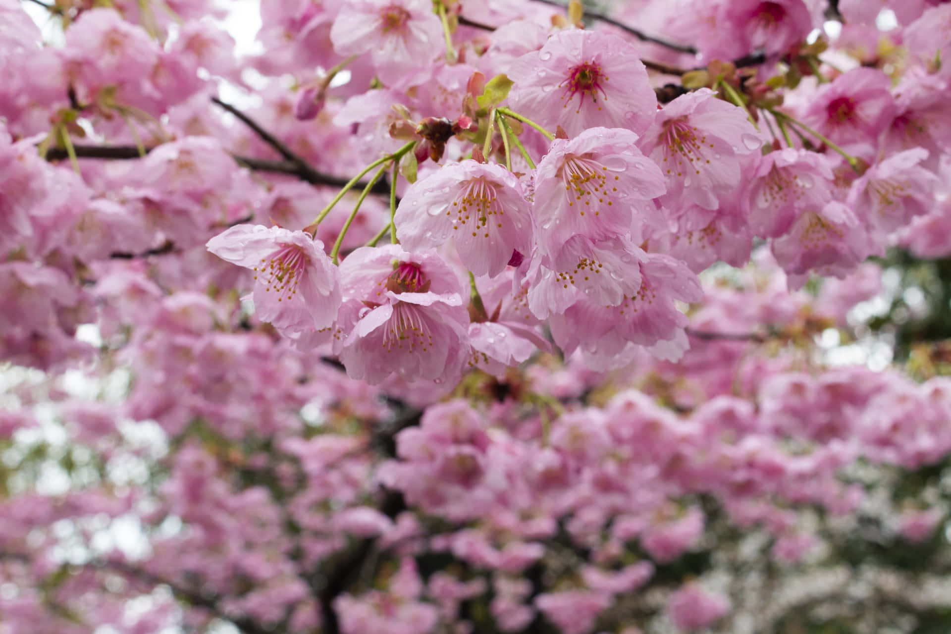 blooming sakura branches, soft pink cherry blossoms, dewdrops, Full HD Desktop Wallpaper