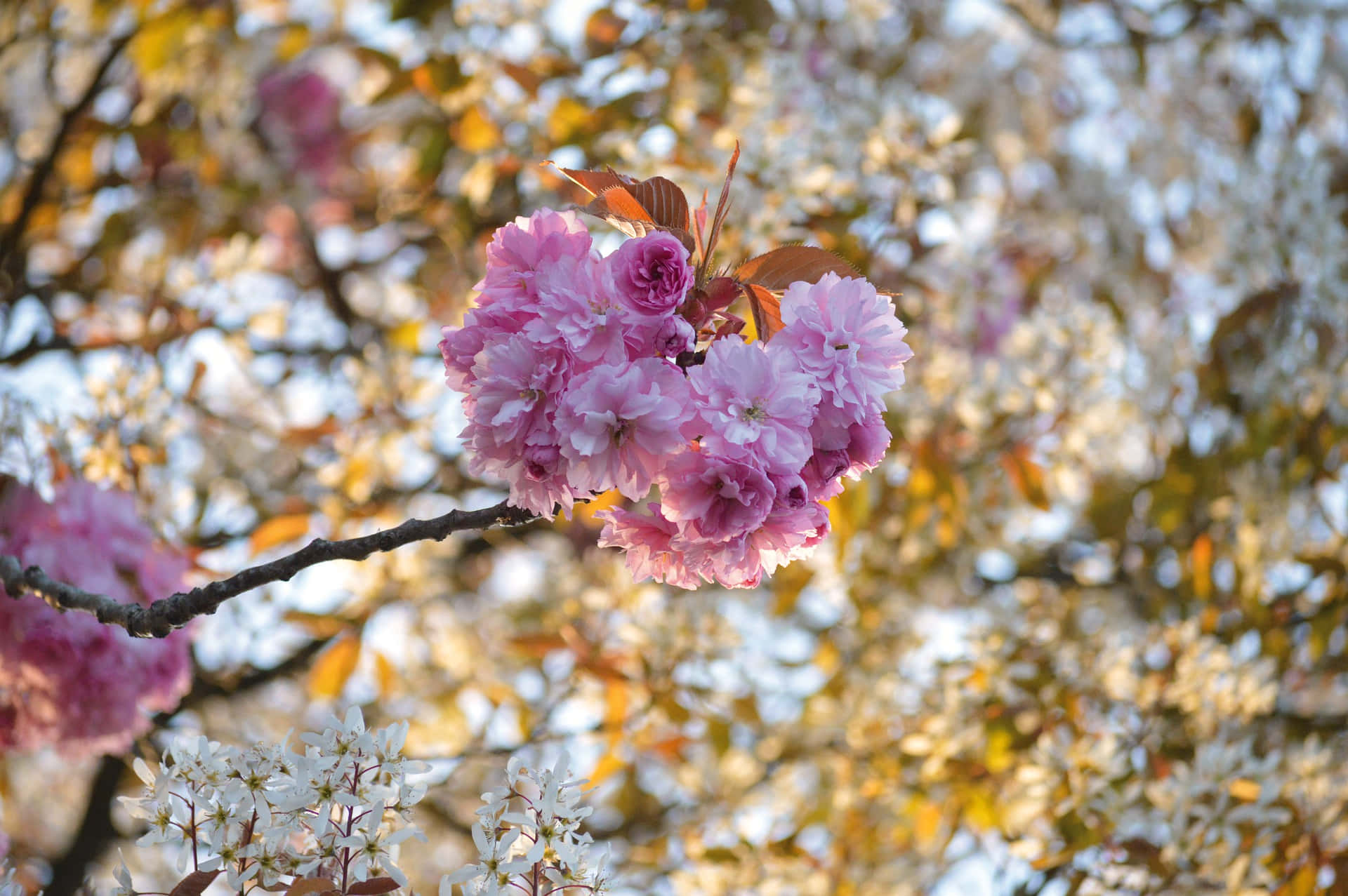 blooming sakura branches, soft pink cherry blossoms, golden autumn leaves, Full HD Desktop Wallpaper