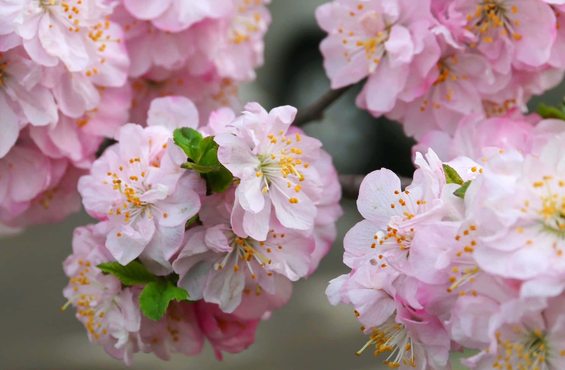 blooming sakura branches, pink cherry blossoms, yellow stamens, Full HD Desktop Wallpaper