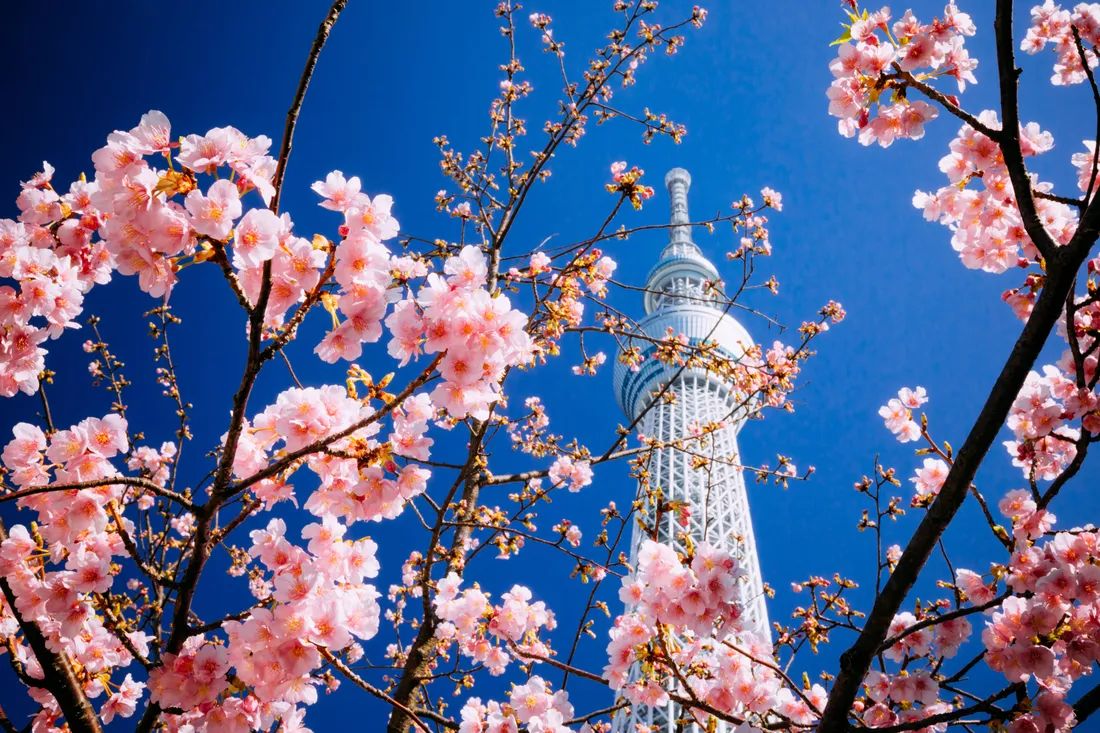 Sakura