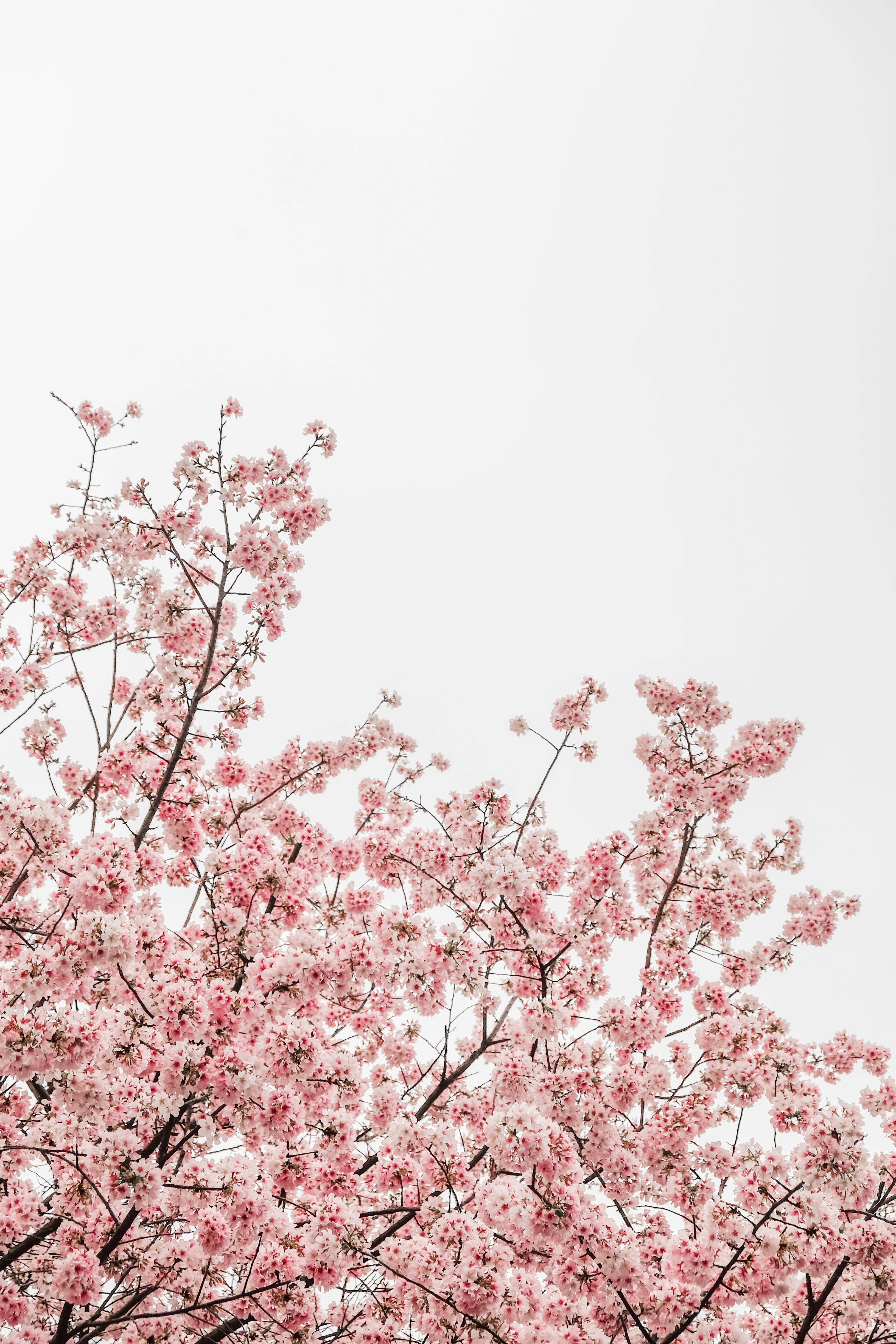 Sakura trees, spring season, pink cherry blossoms, 4K Phone Wallpaper
