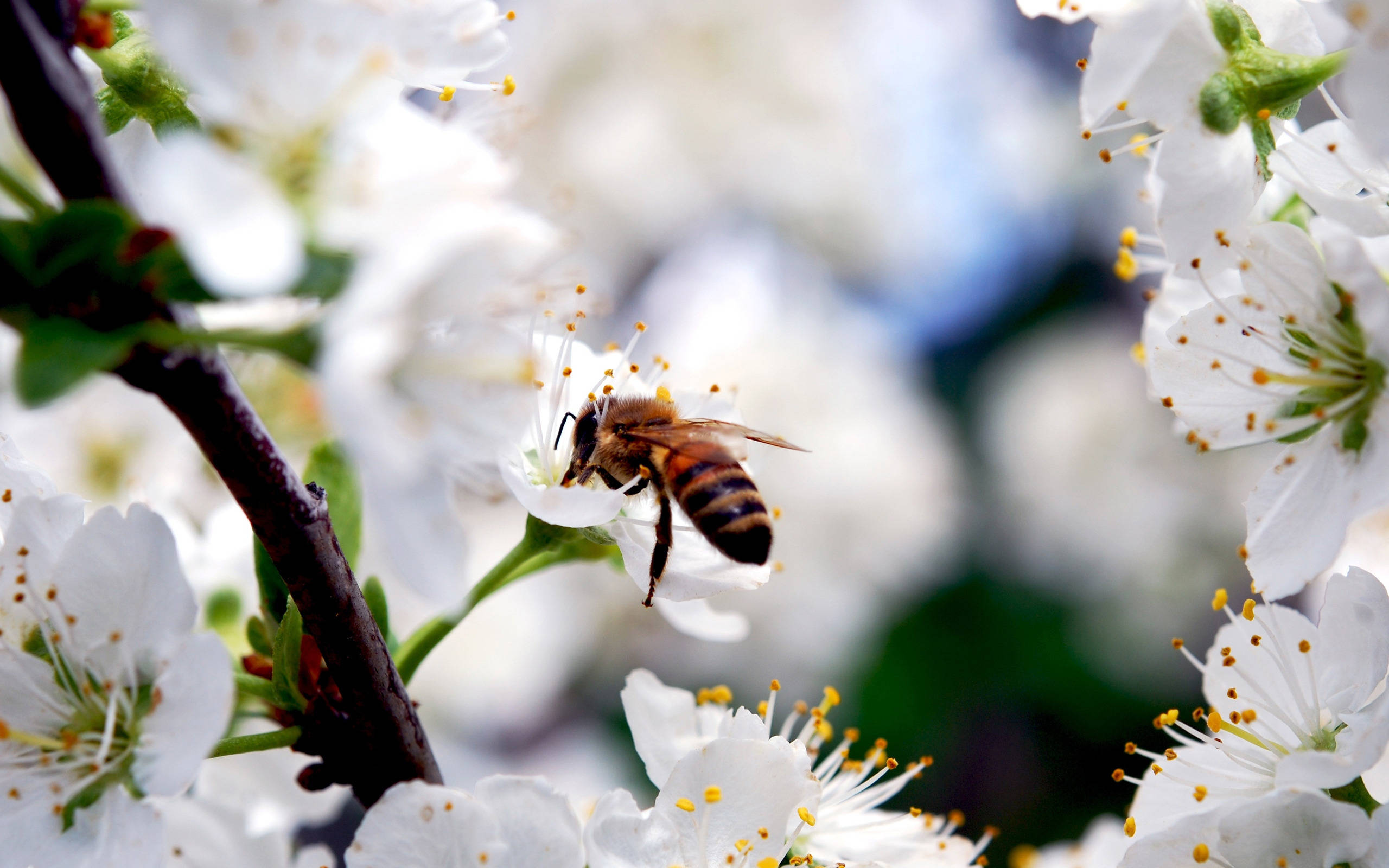 honeybee, white blossom, sakura flowers, 2K Desktop Wallpaper