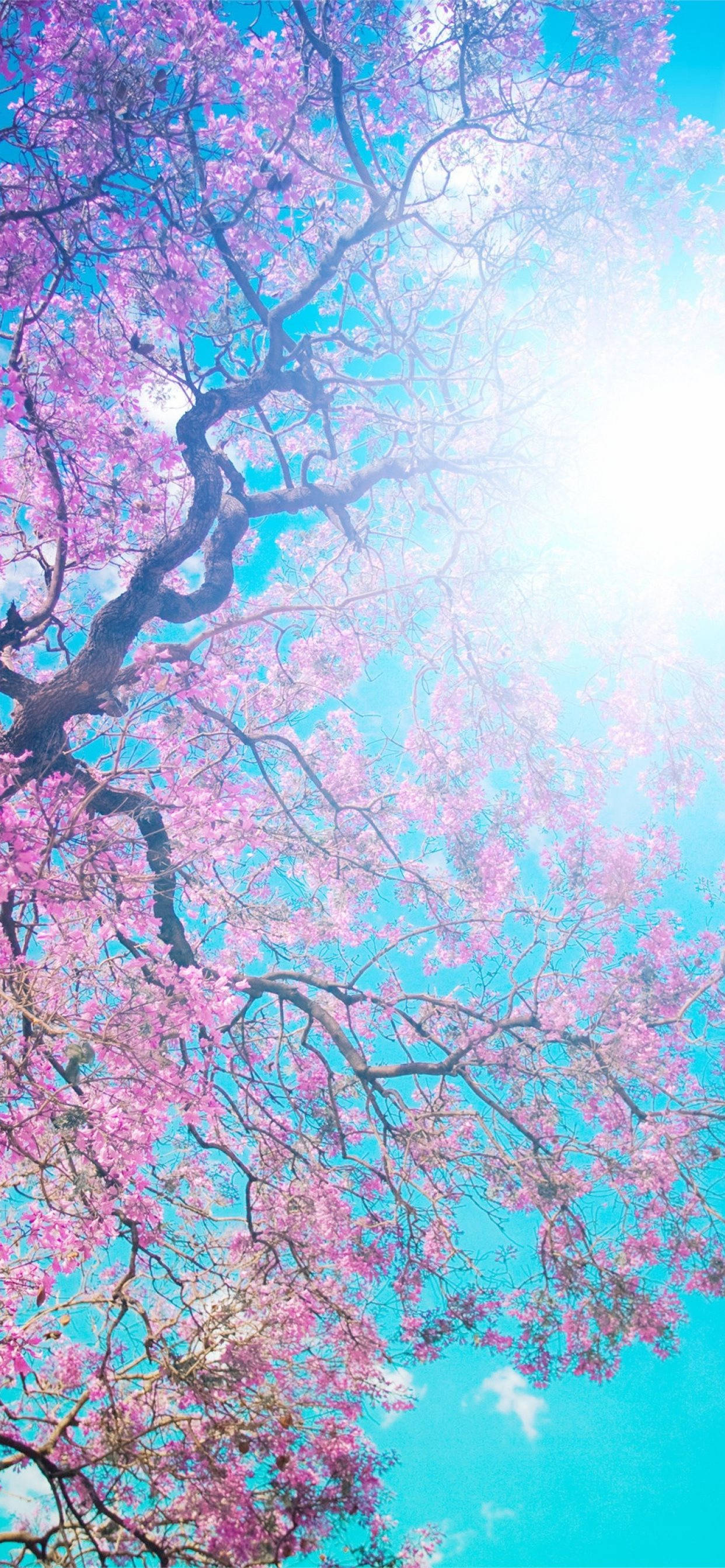 Android 11, Sakura, pink cherry blossom tree, 2K Phone Wallpaper