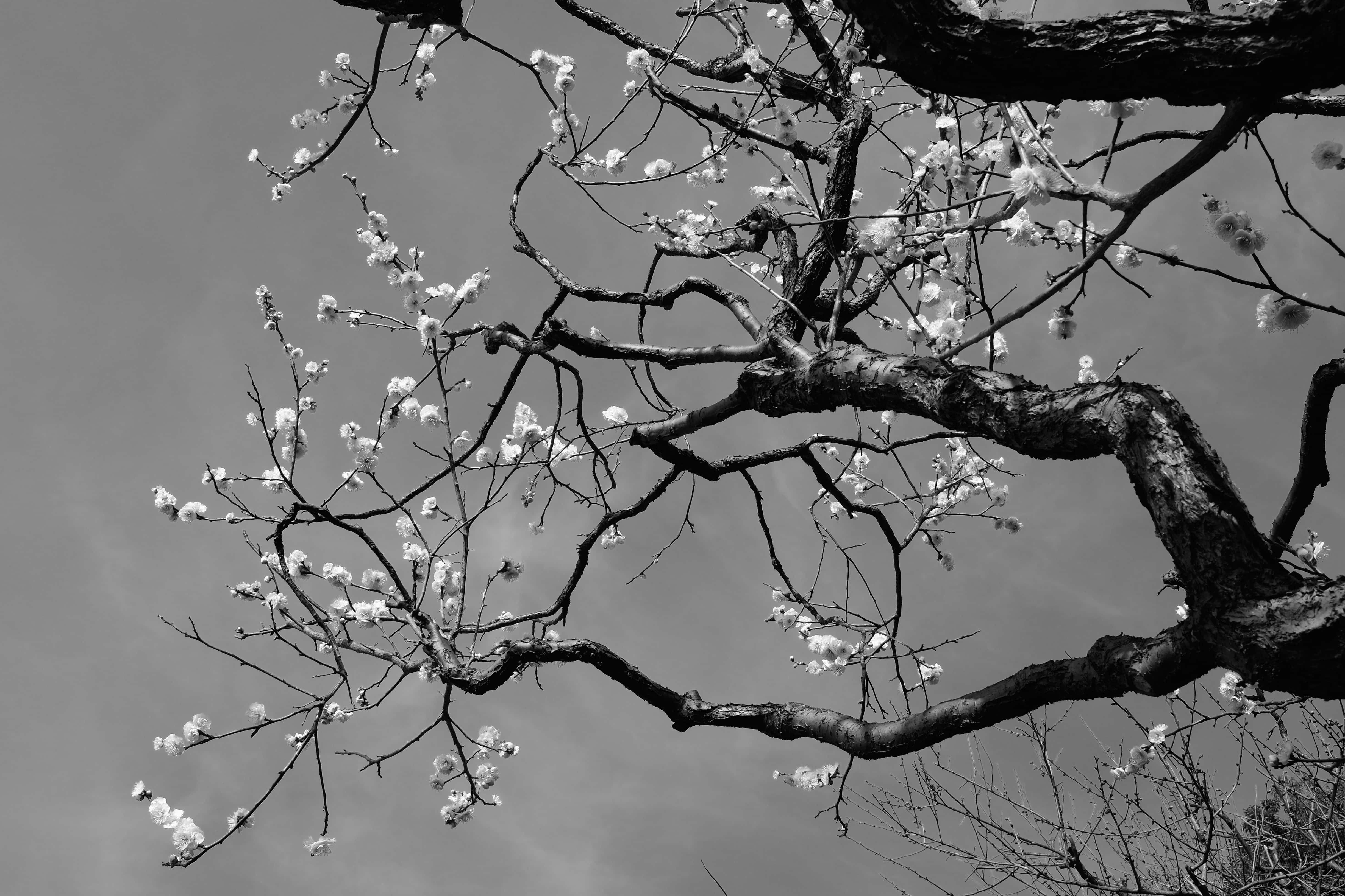 Sakura Tree, black and white, gnarled tree branches, 4K Desktop Wallpaper