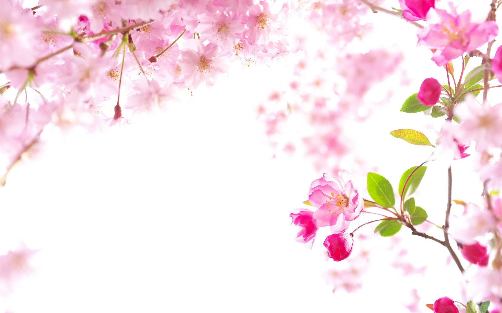 Sakura Tree, soft pink cherry blossoms, bright white background, HD Desktop Wallpaper