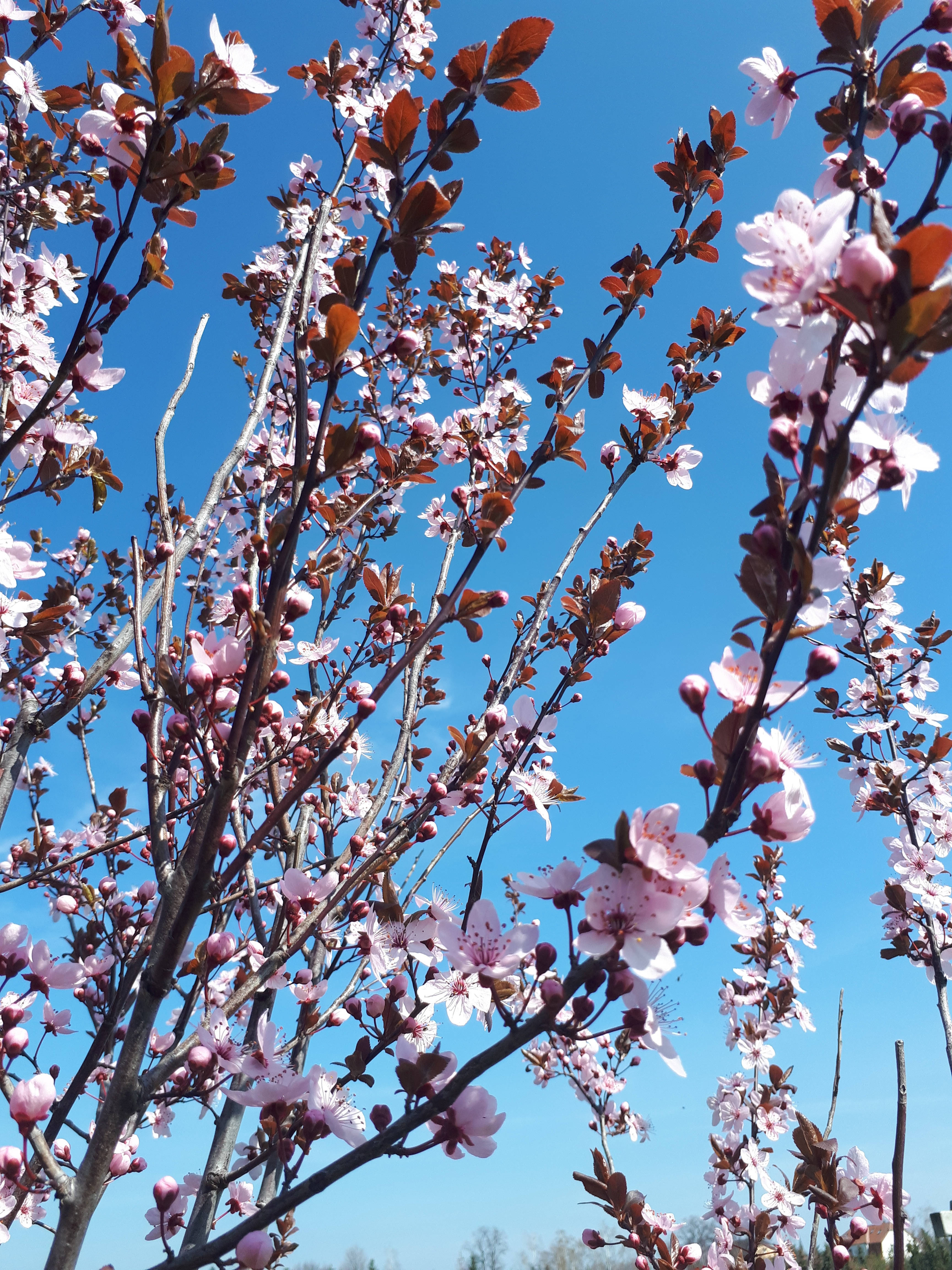 Sakura, pink cherry blossoms, dark branches, 4K Phone Wallpaper