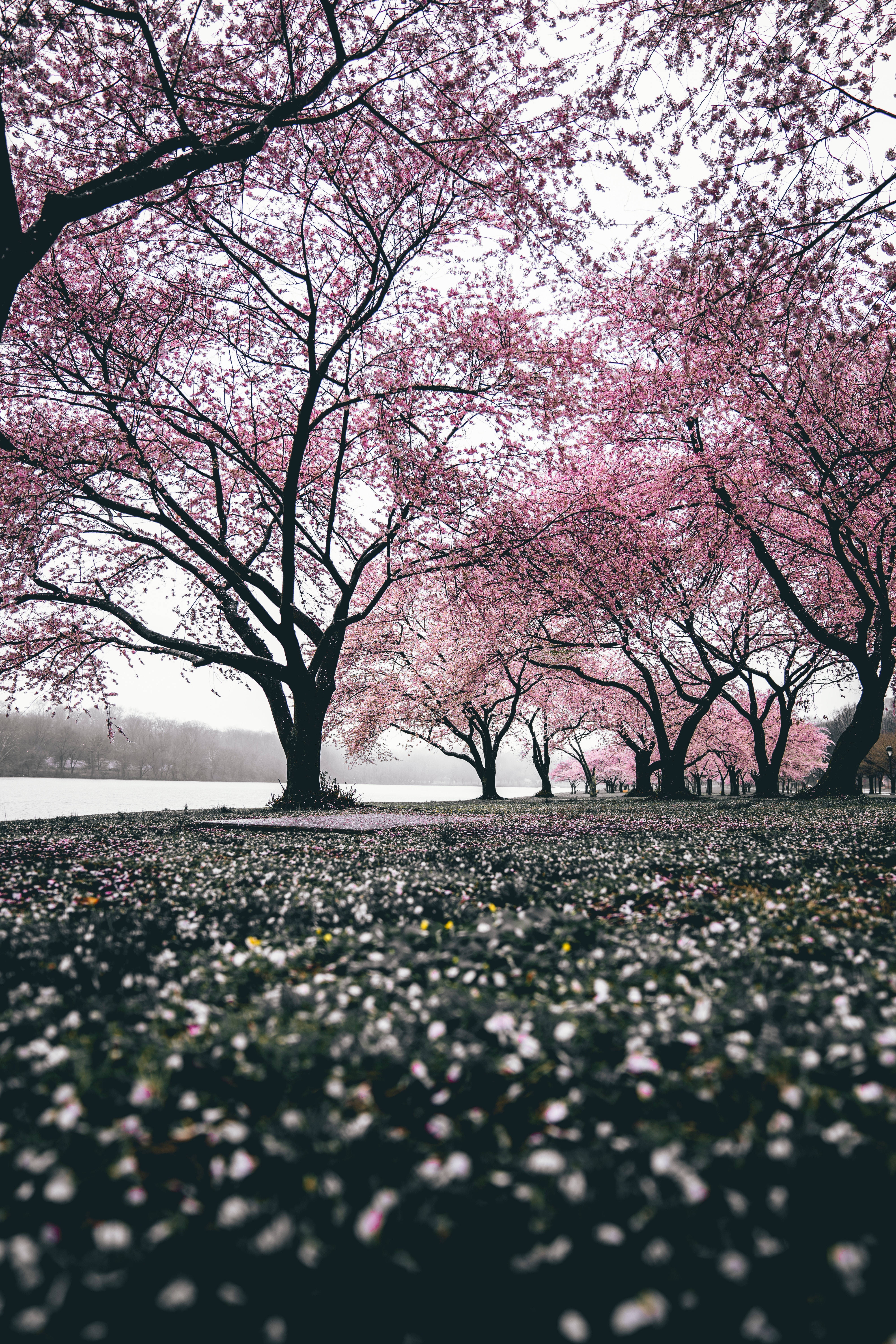 cherry blossom sakura field, sakura field, pink cherry blossom trees, 5K Phone Wallpaper