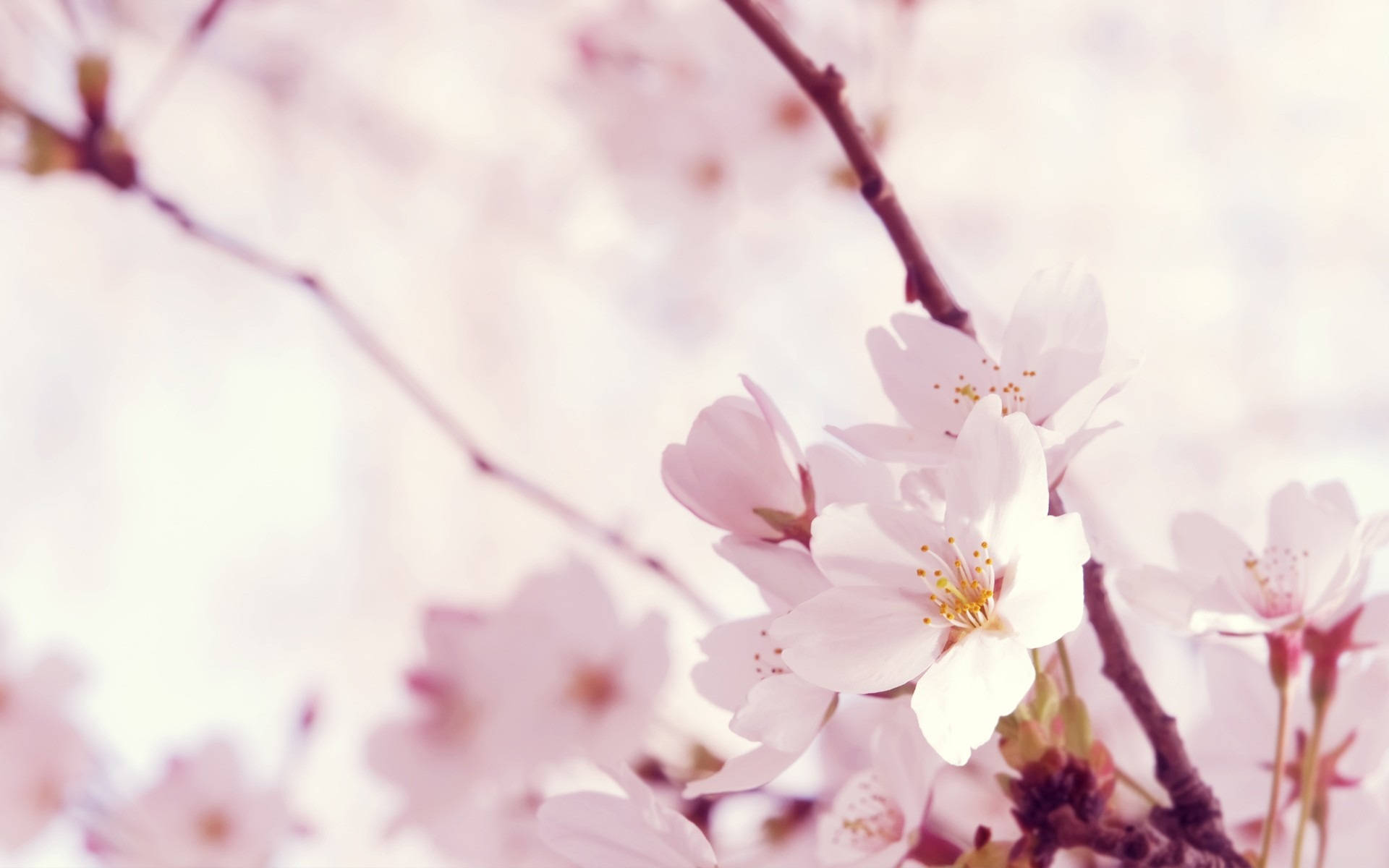 pastel sakura flower, cherry blossoms, slender branches, Full HD Desktop Wallpaper