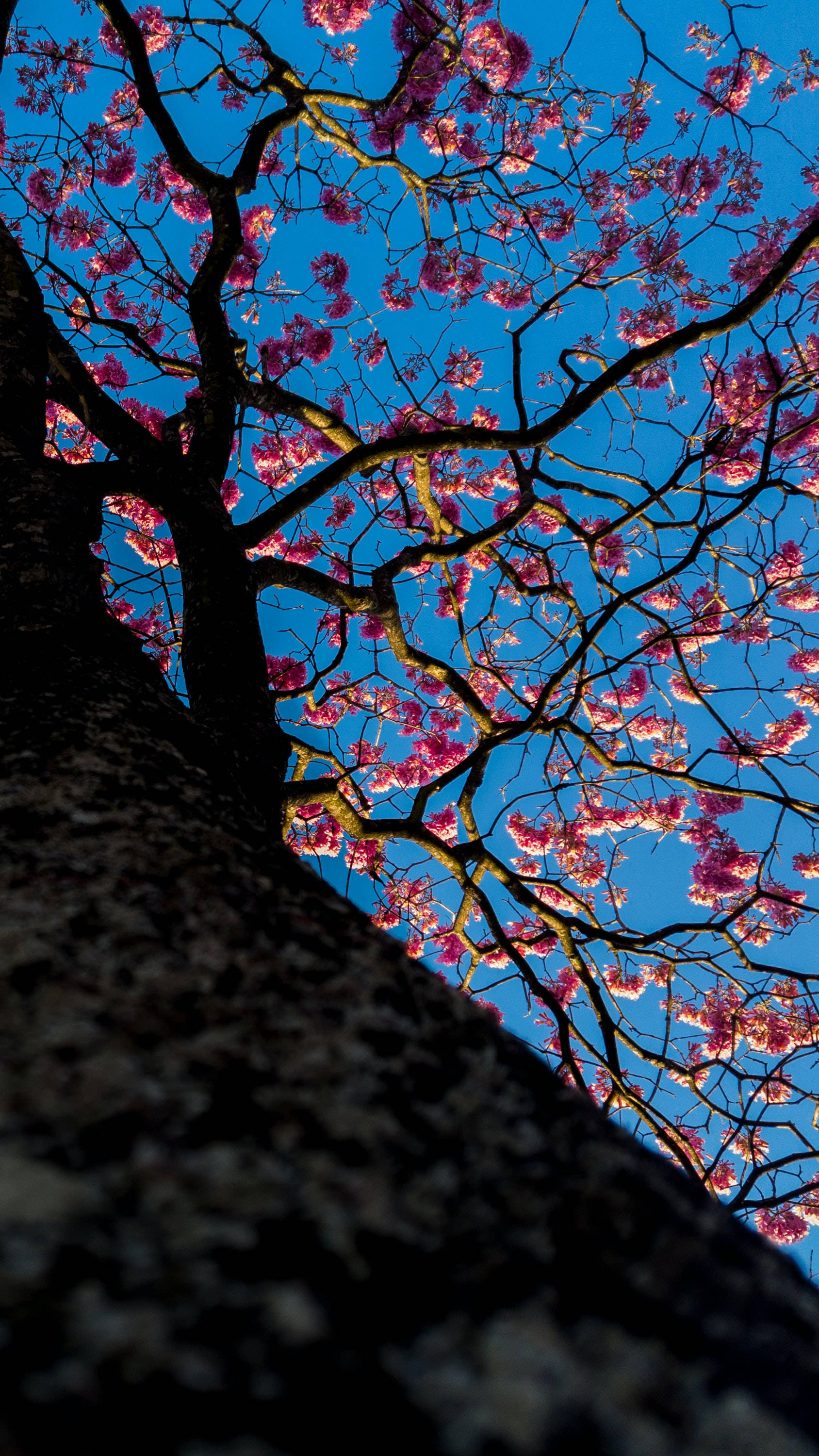 sakura tree, pink flowers, vivid blue sky, 2K Phone Wallpaper