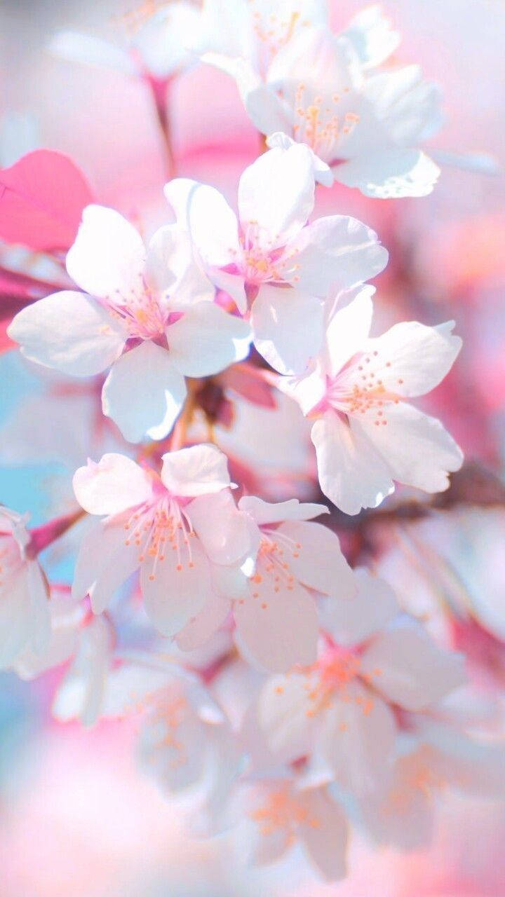sakura, cherry blossoms, pastel sky, HD Phone Wallpaper