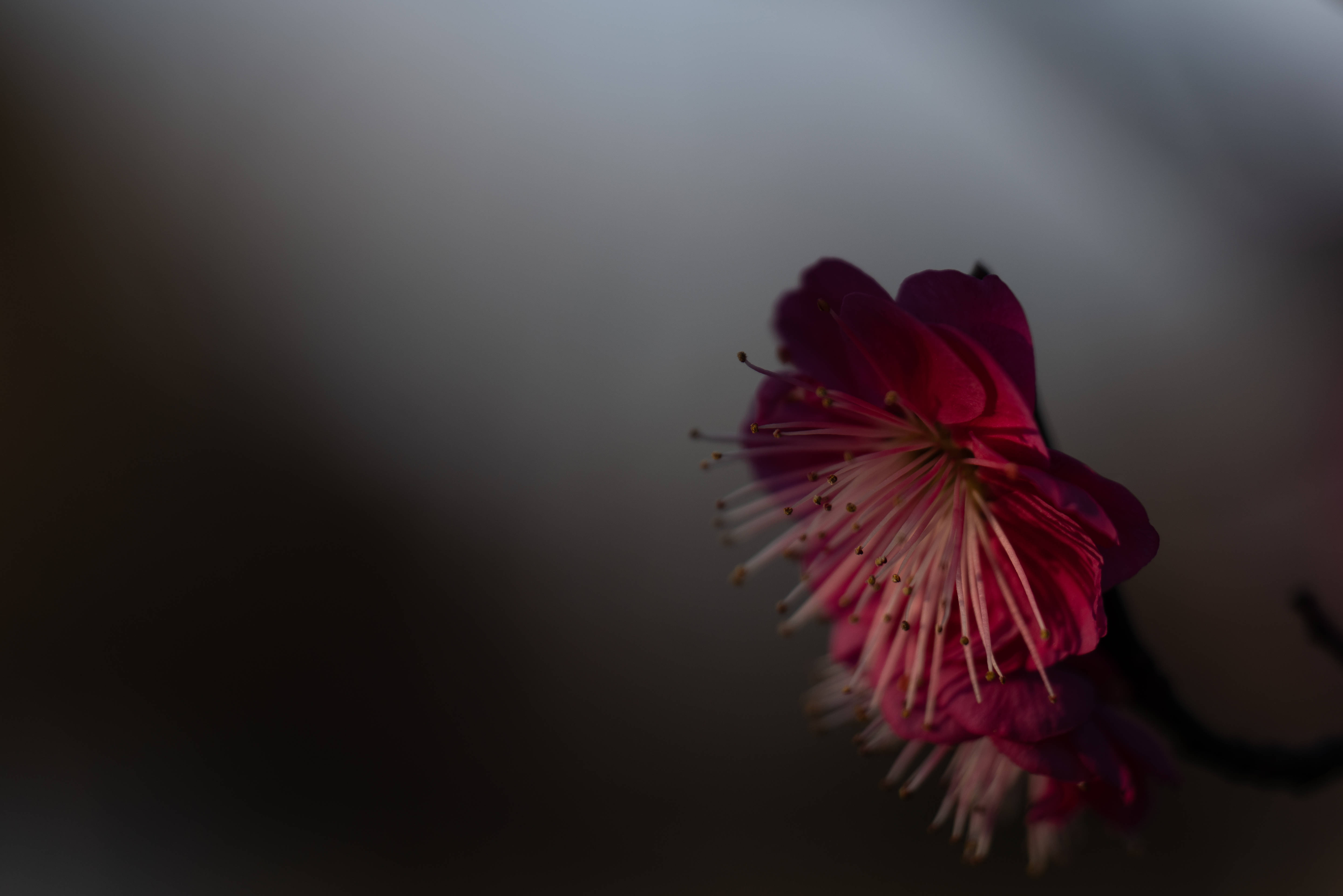 sakura, deep pink cherry blossom, delicate stamens, 5K Desktop Wallpaper