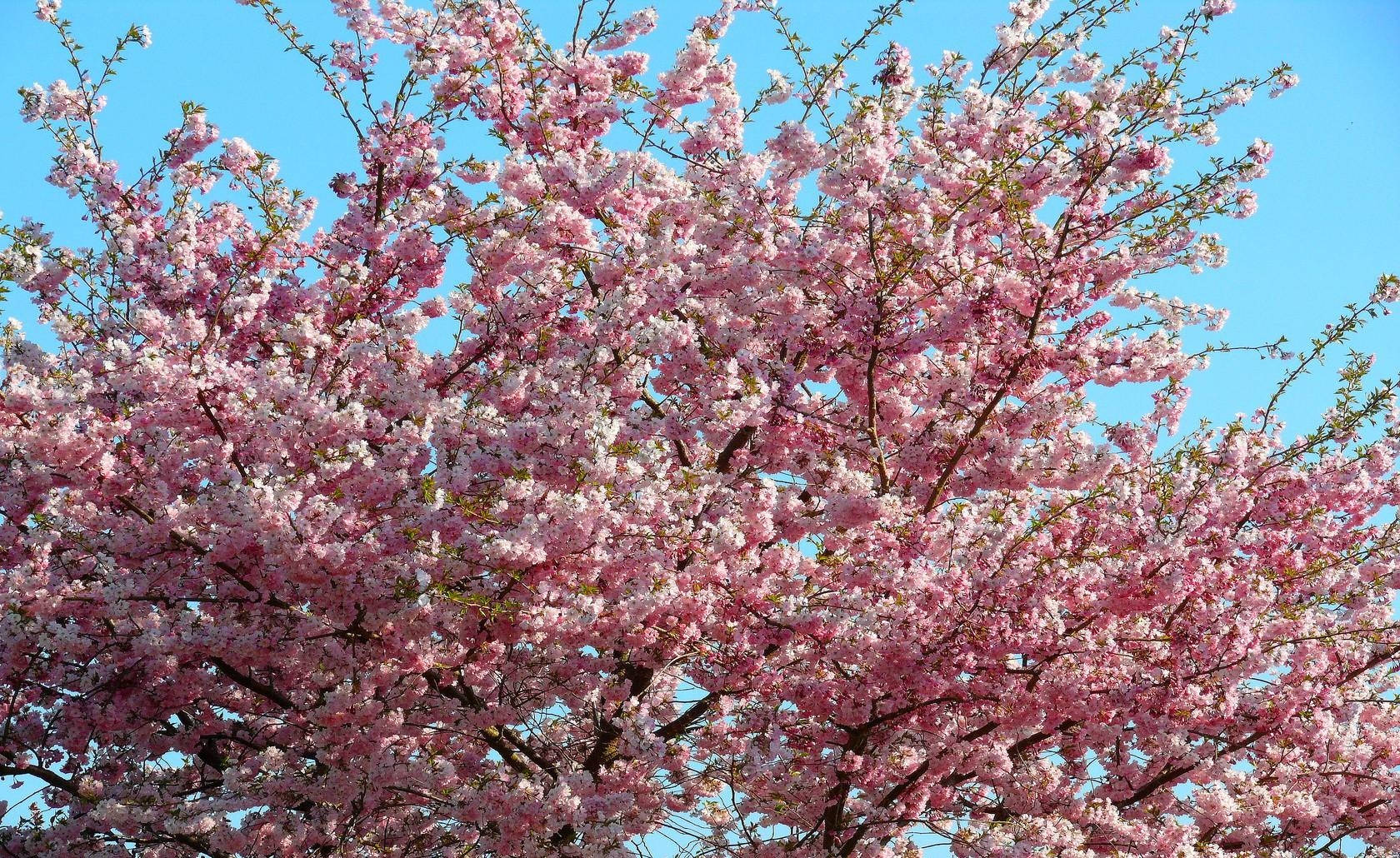 sakura, pink cherry blossoms, full bloom, HD Desktop Wallpaper