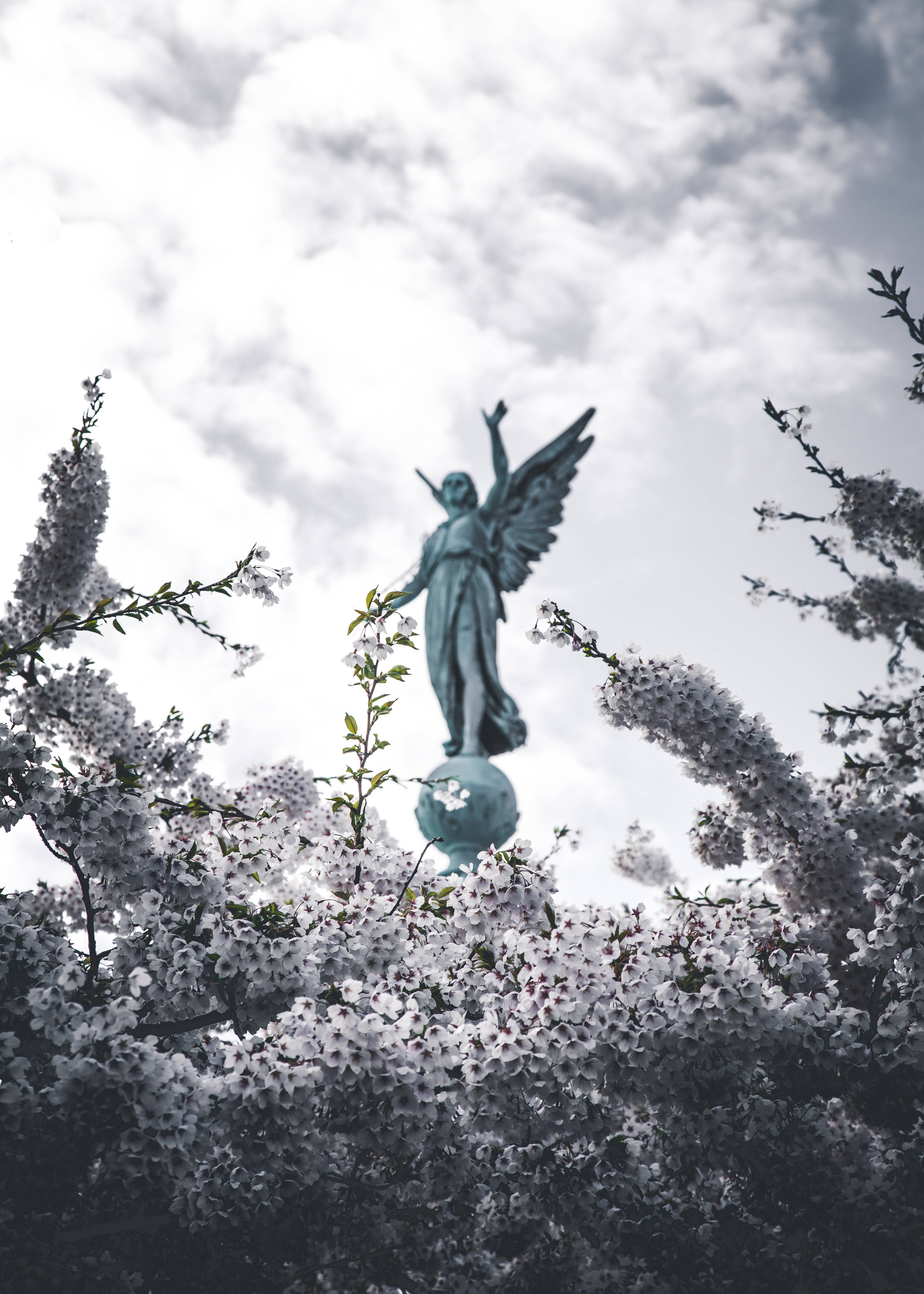 angel statue, cherry blossoms, cloudy sky, 5K Phone Wallpaper