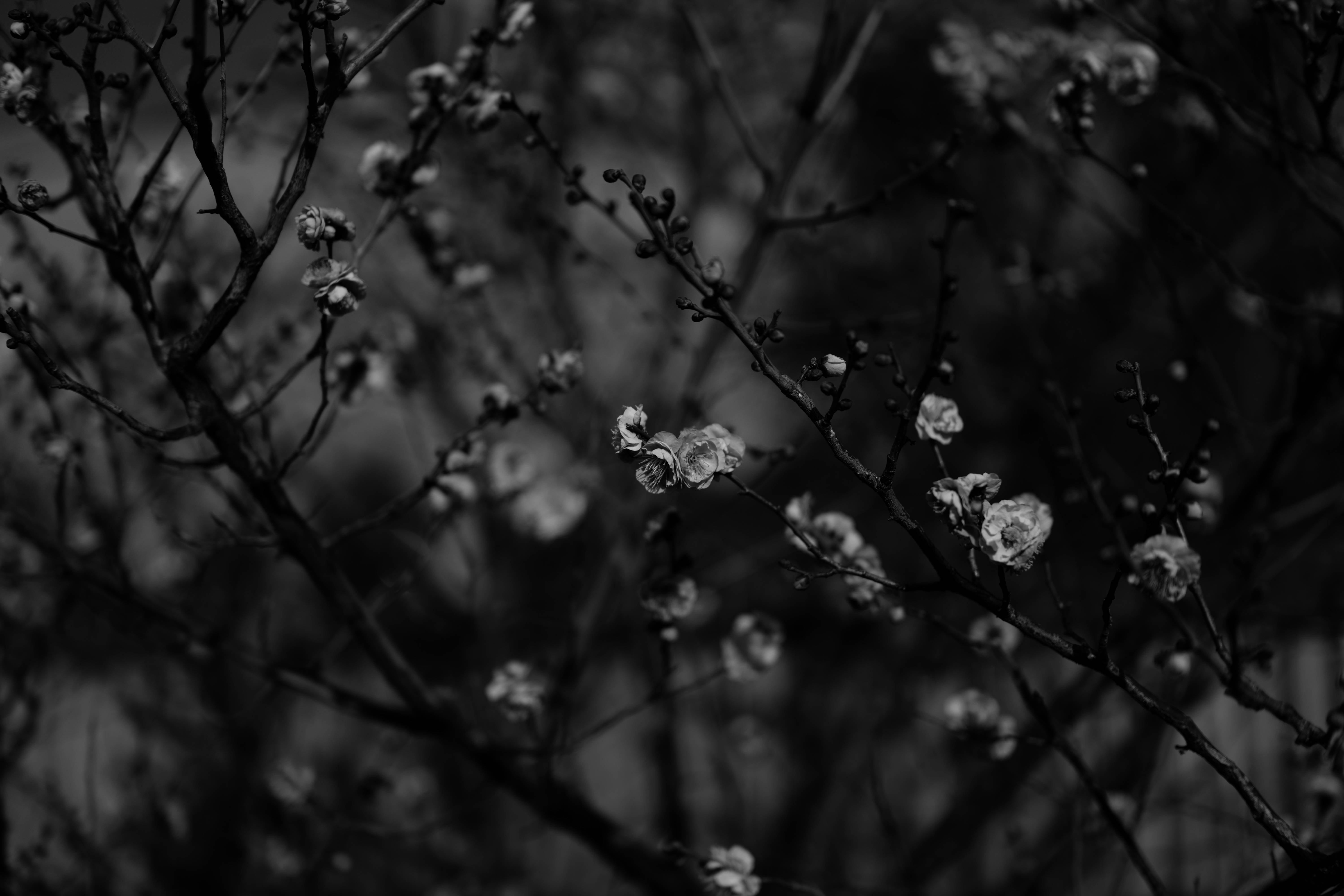 Sakura, black and white, Sakura tree, 5K Desktop Wallpaper