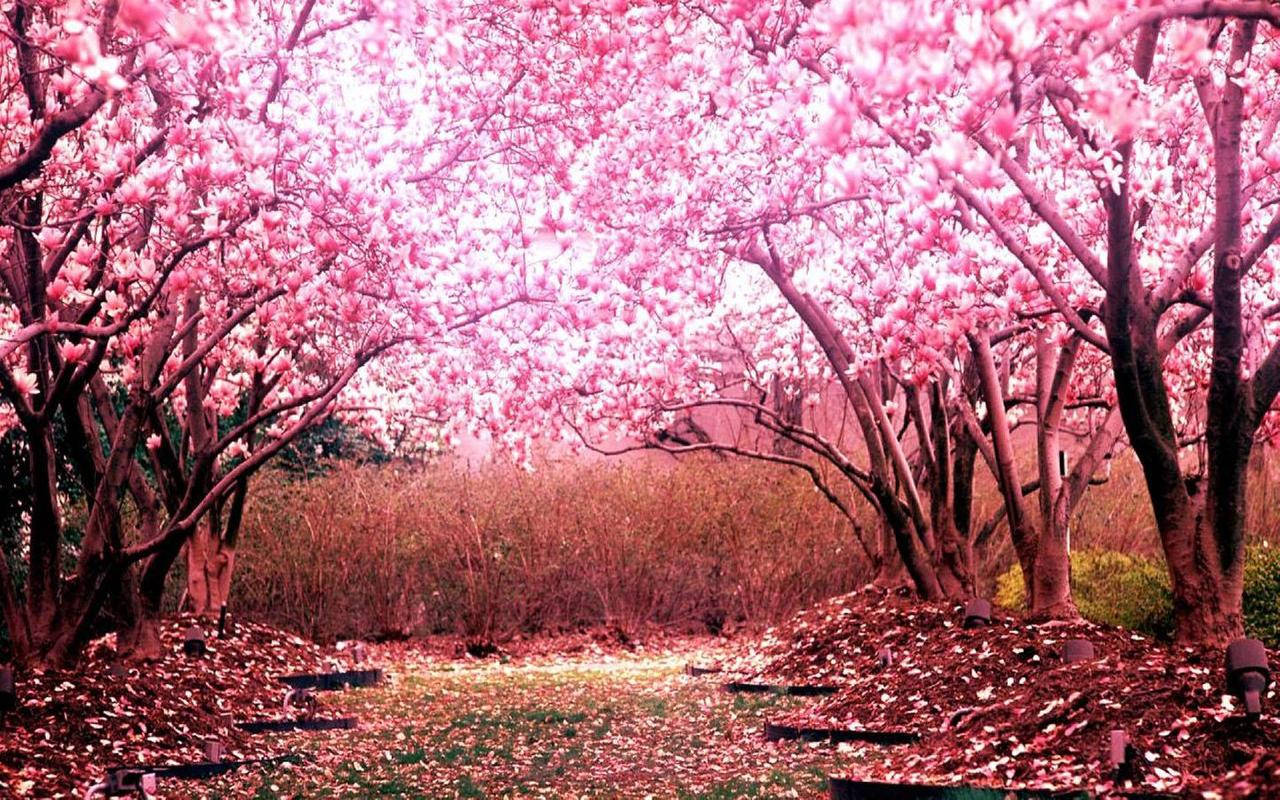 pretty sakura forest, cherry blossoms, vibrant pink magnolia blossoms, HD Desktop Wallpaper