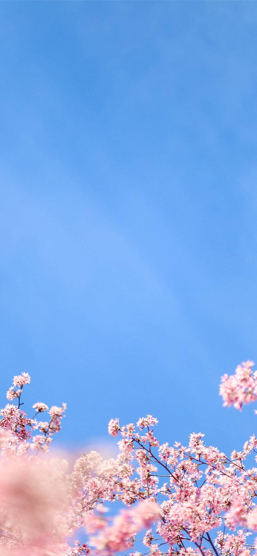 iPhone X, white, cherry blossoms, HD Phone Wallpaper
