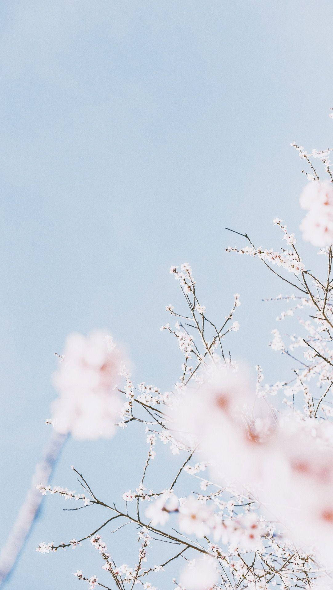 pastel iPad, sakura flowers, pink cherry blossoms, Full HD Phone Wallpaper