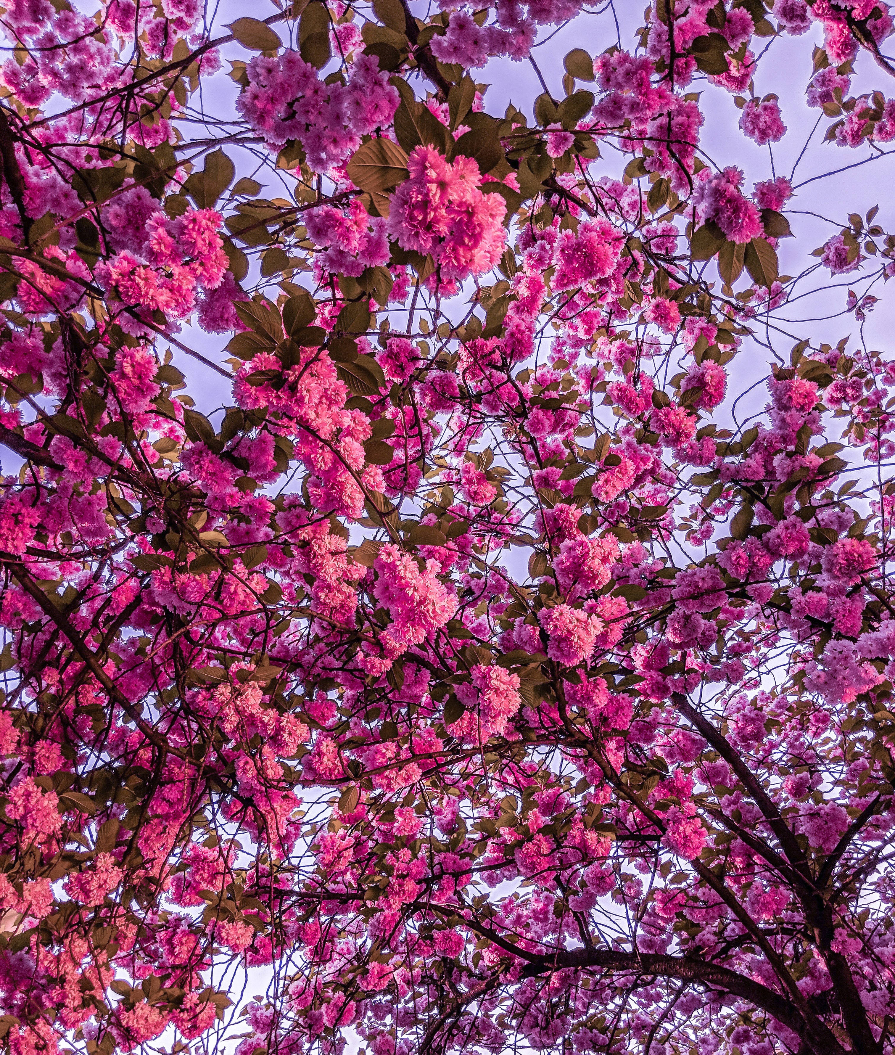 bright pink cherry blossom flowers, lavender sky, springtime canopy view, 2K Phone Wallpaper