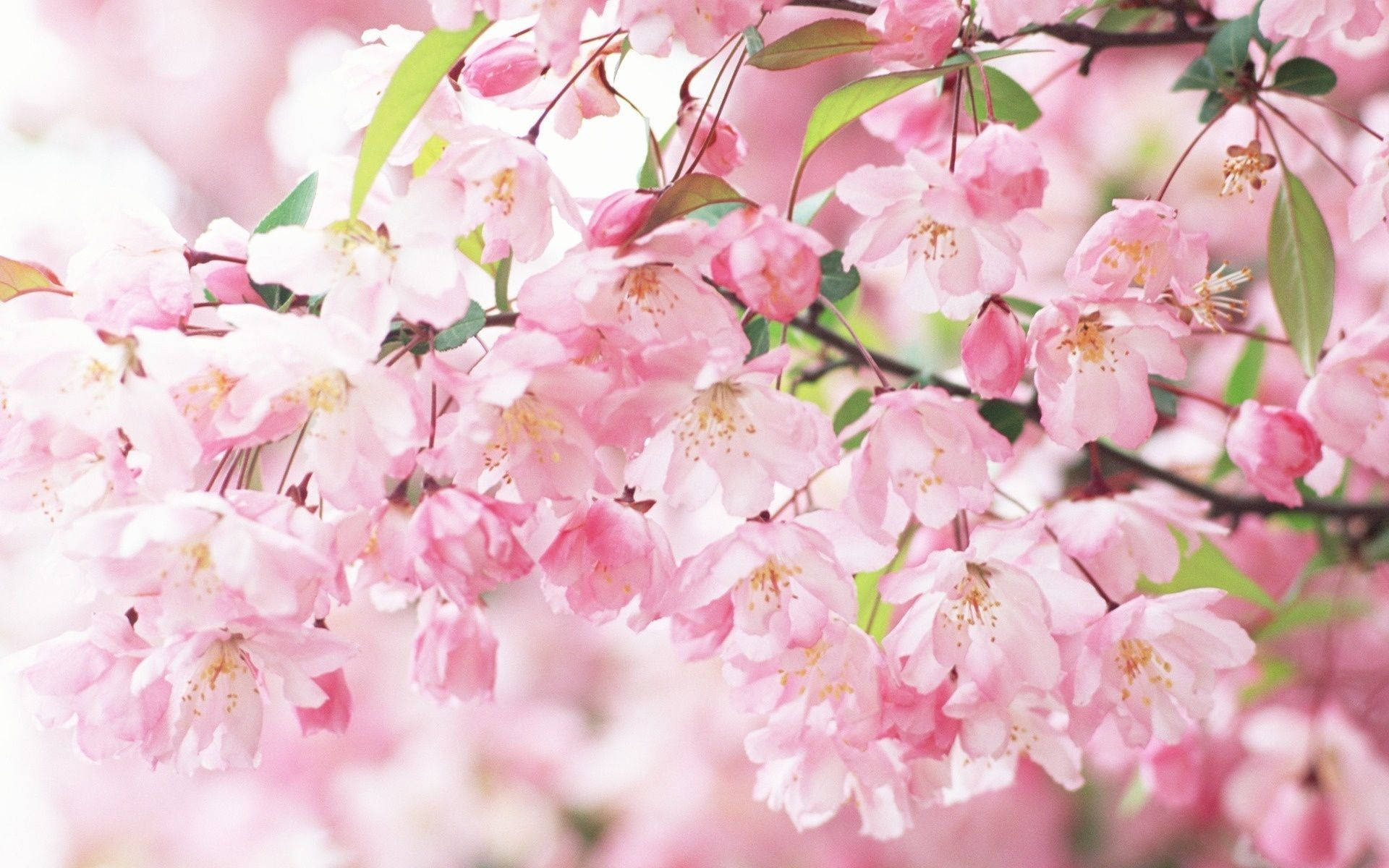 sakura tree, sakura flowers, sakura leaves, Full HD Desktop Wallpaper