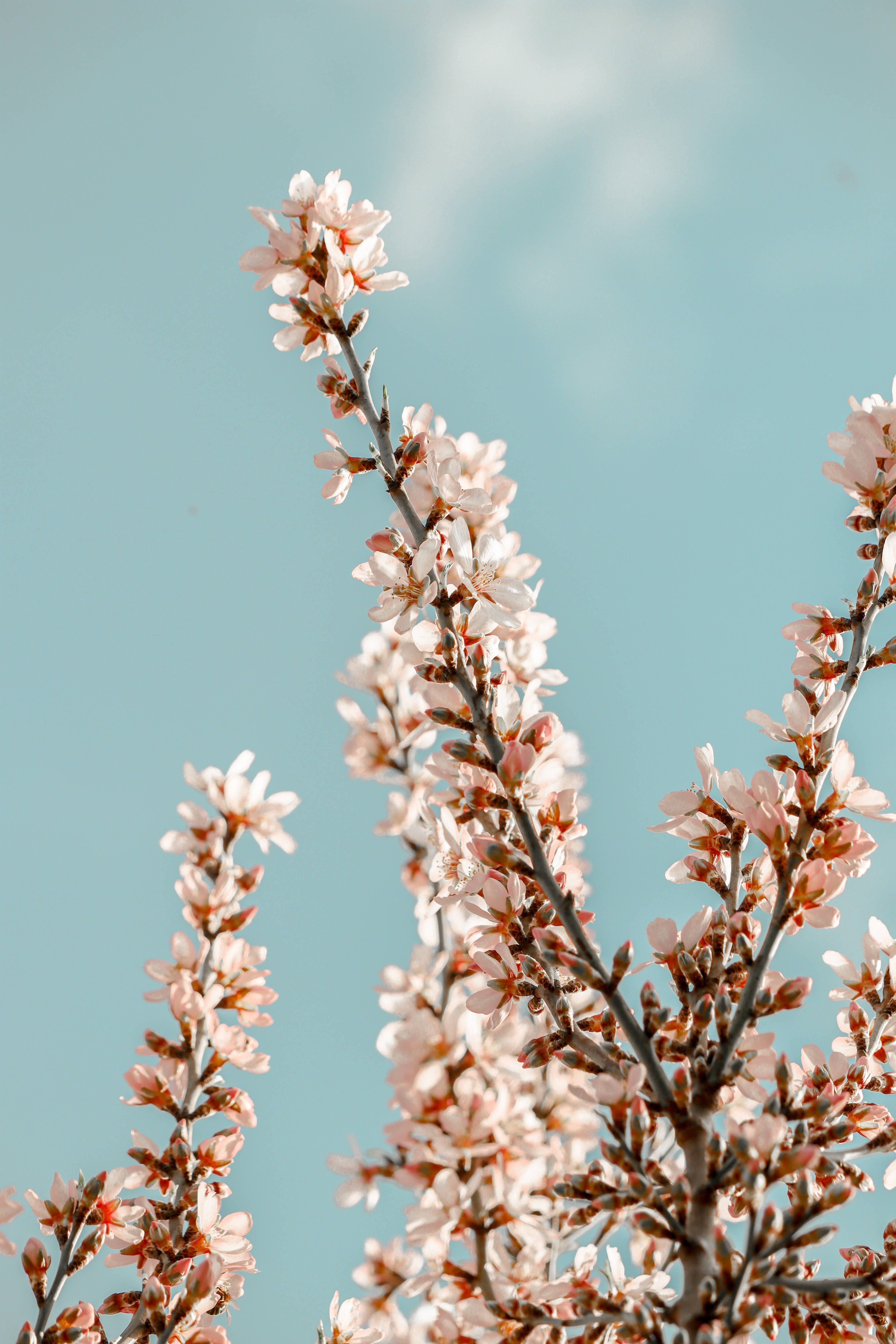 white sakura, slender branches, delicate pink blossoms, 5K Phone Wallpaper