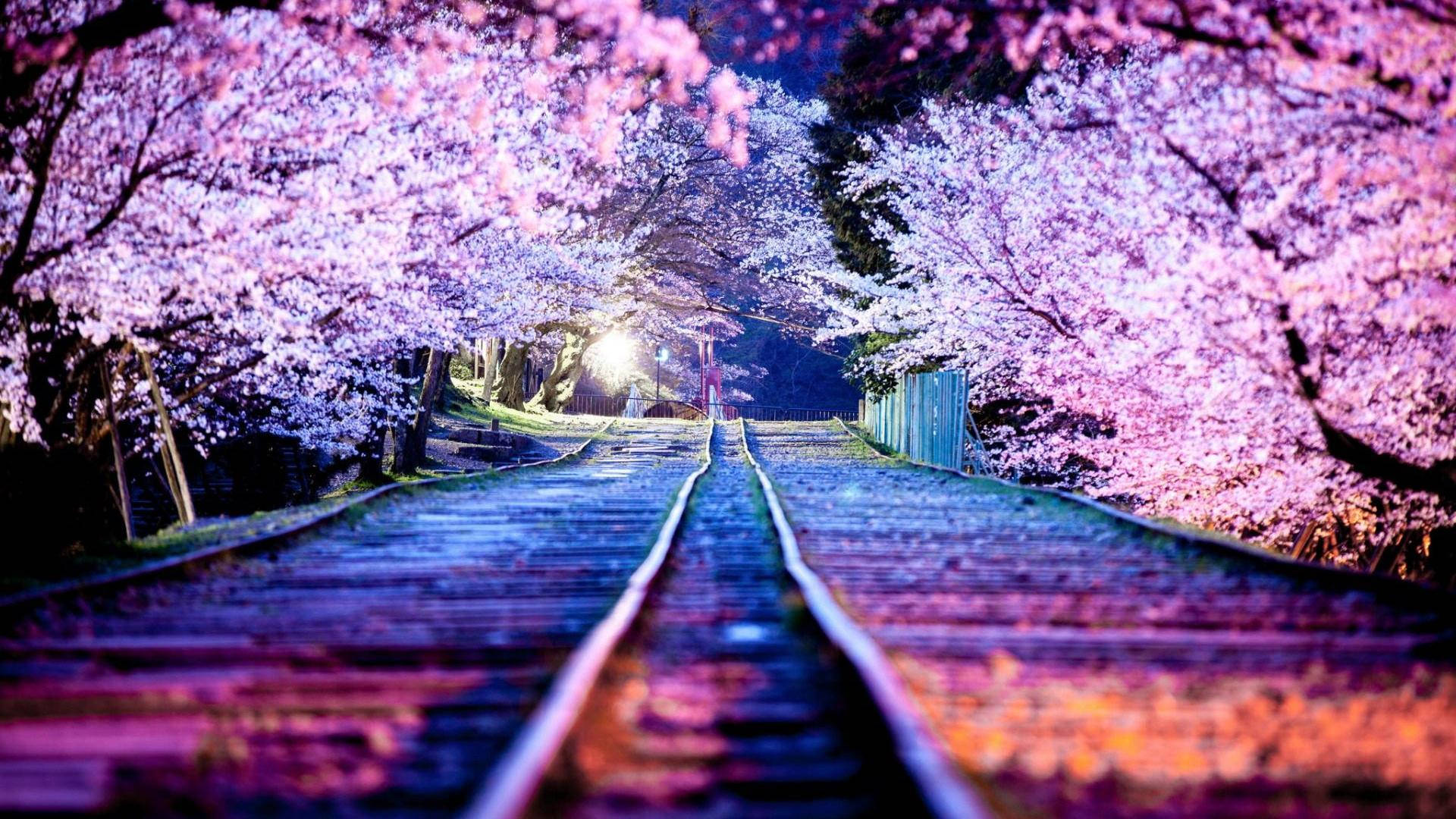 sakura trees, railroad, pink cherry blossoms, Full HD Desktop Wallpaper