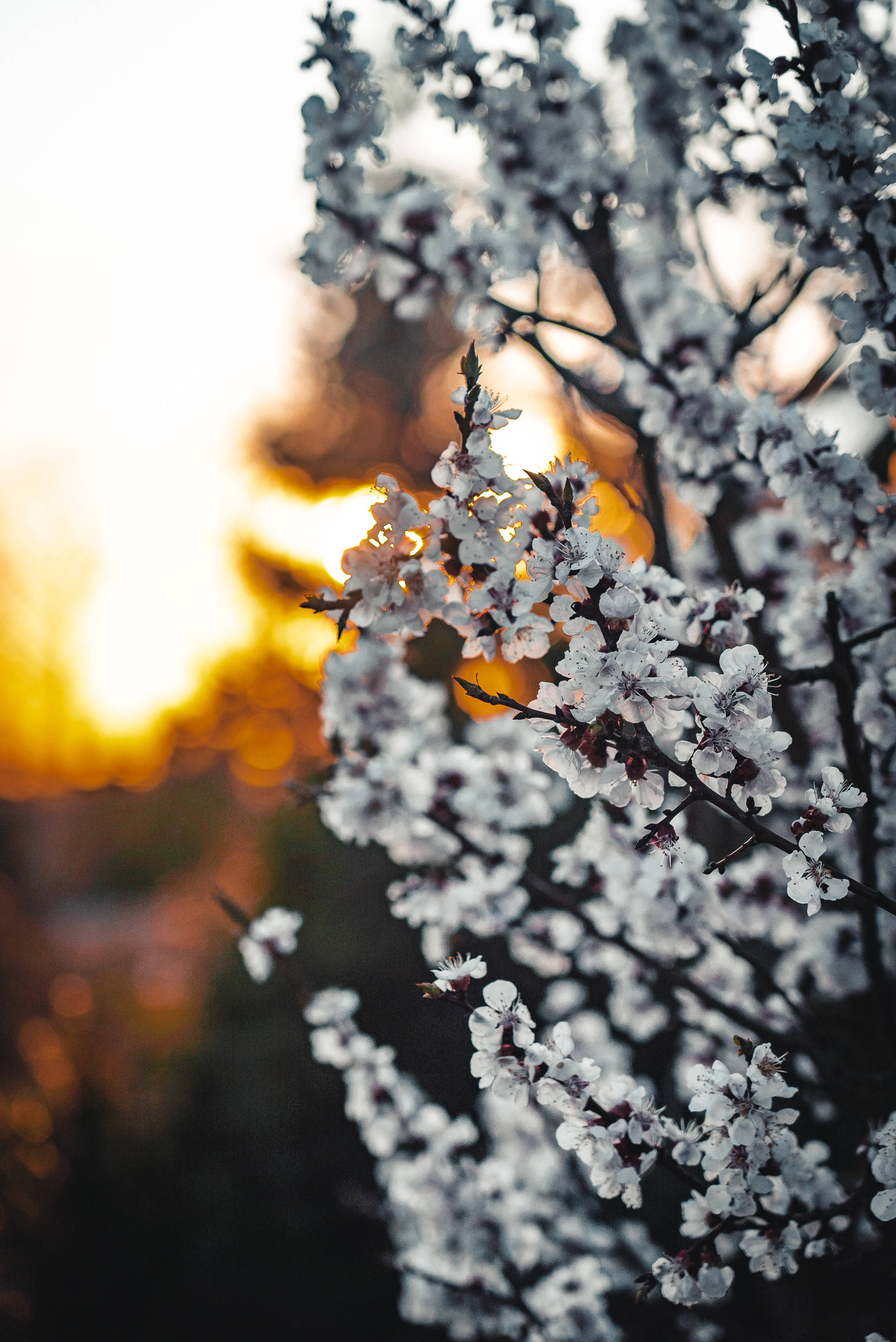white sakura, sunset, golden sunset, 4K Phone Wallpaper